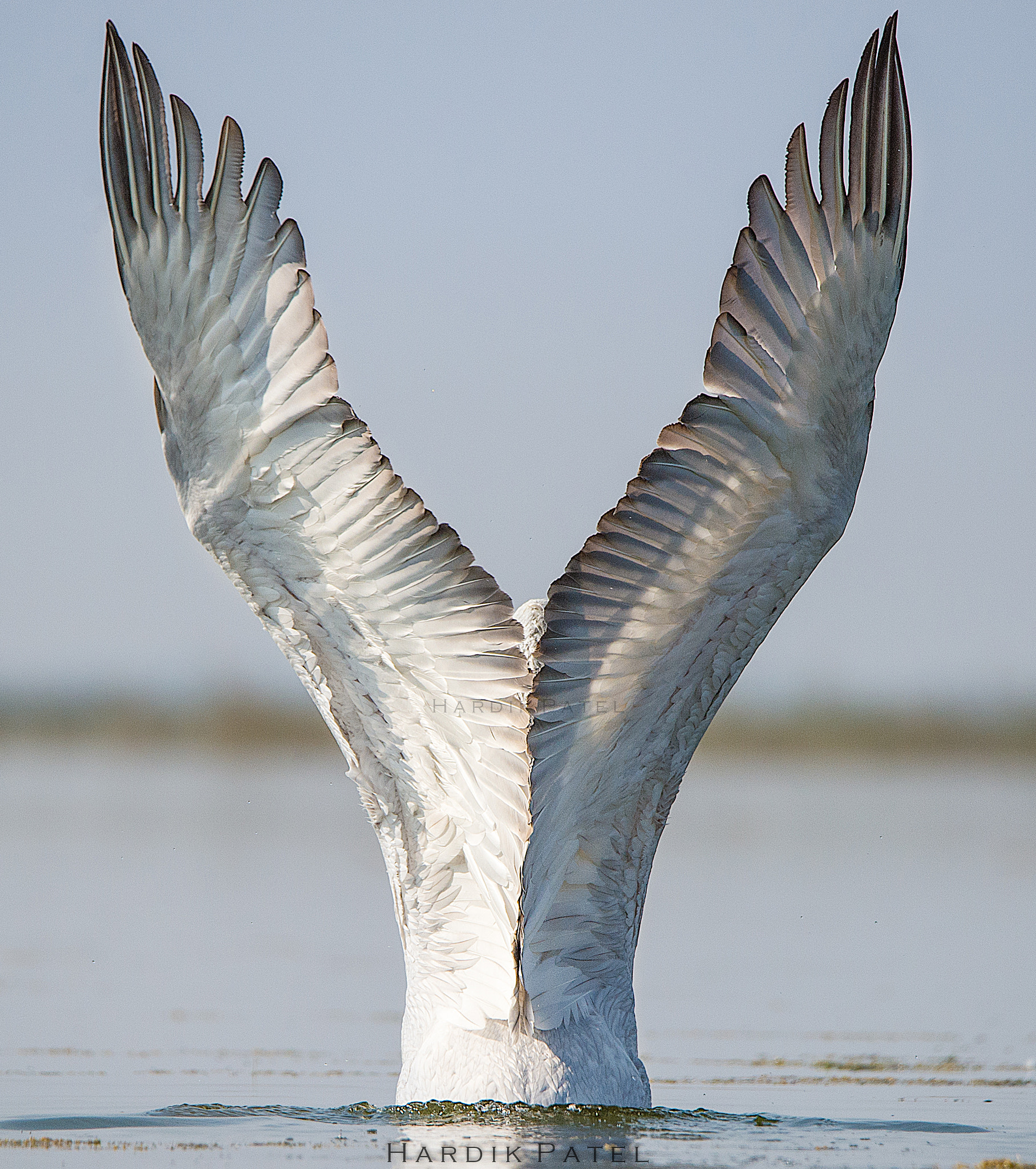 Nikon D4S sample photo. Pelican photography
