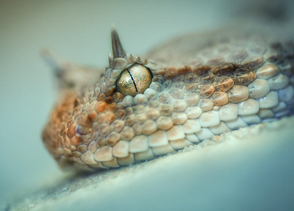 25 Terrifying Ly Awesome Snake Portraits 500px