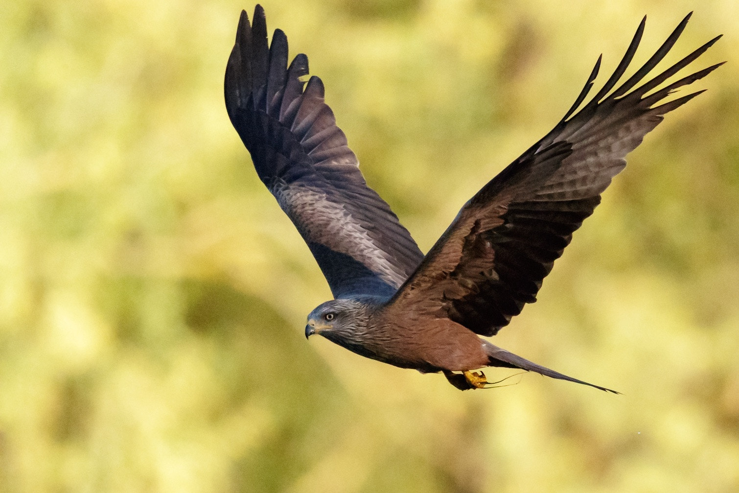 Canon EF 500mm F4L IS II USM sample photo. Black kite photography