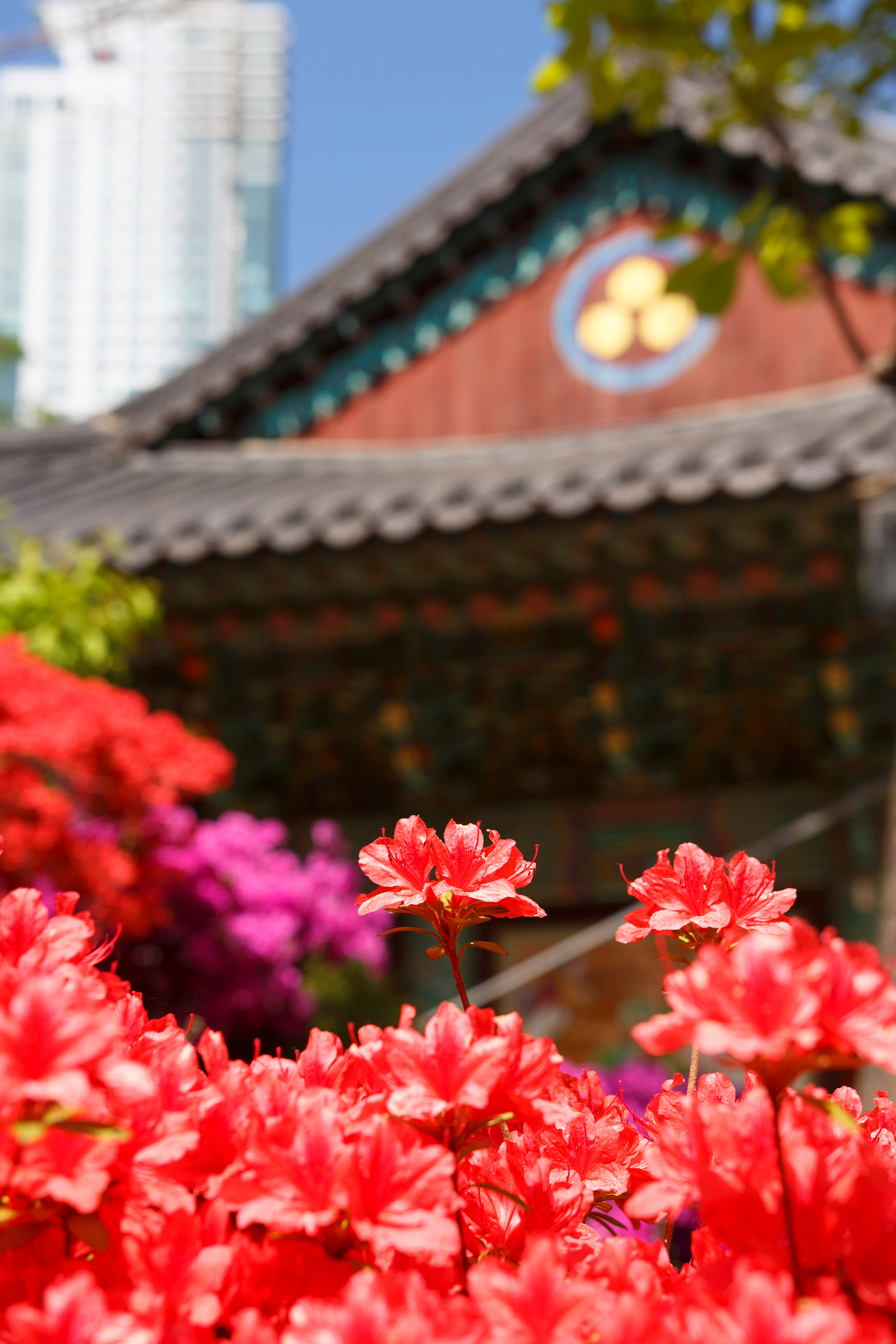 Canon EOS 700D (EOS Rebel T5i / EOS Kiss X7i) + Sigma 18-35mm f/1.8 DC HSM sample photo. Flowers of bongeun temple. photography