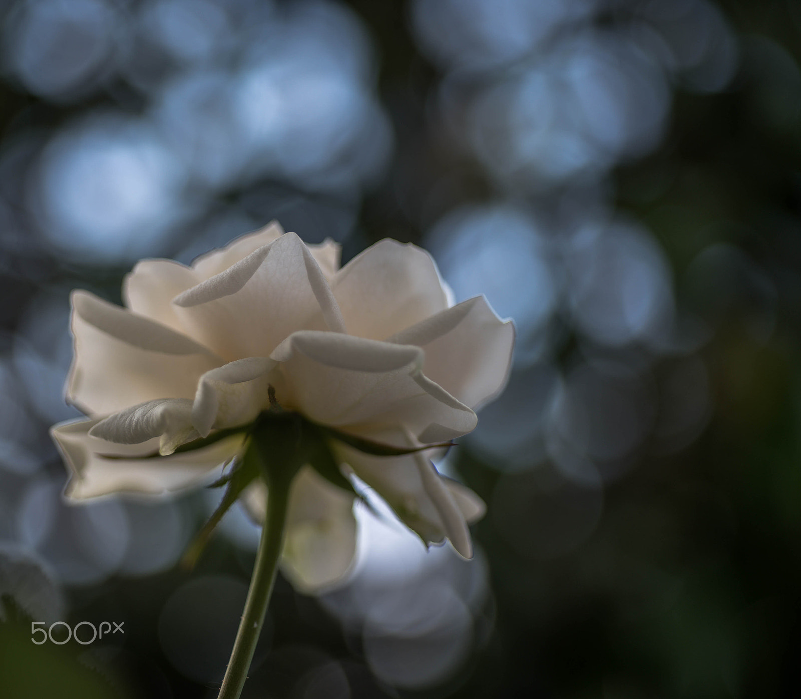 Nikon D750 + AF Micro-Nikkor 60mm f/2.8 sample photo. Bokeh photography
