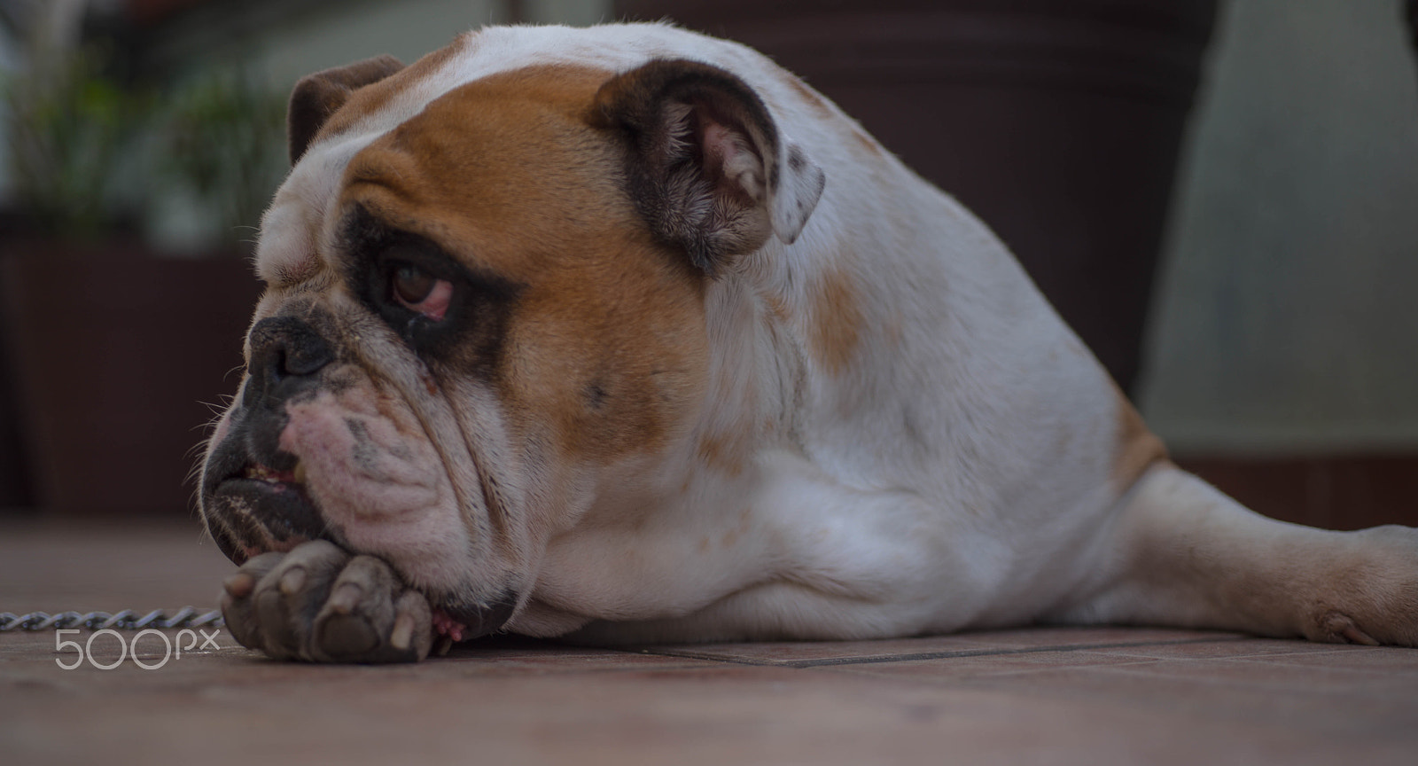 Nikon D750 + AF Micro-Nikkor 60mm f/2.8 sample photo. Bulldog photography