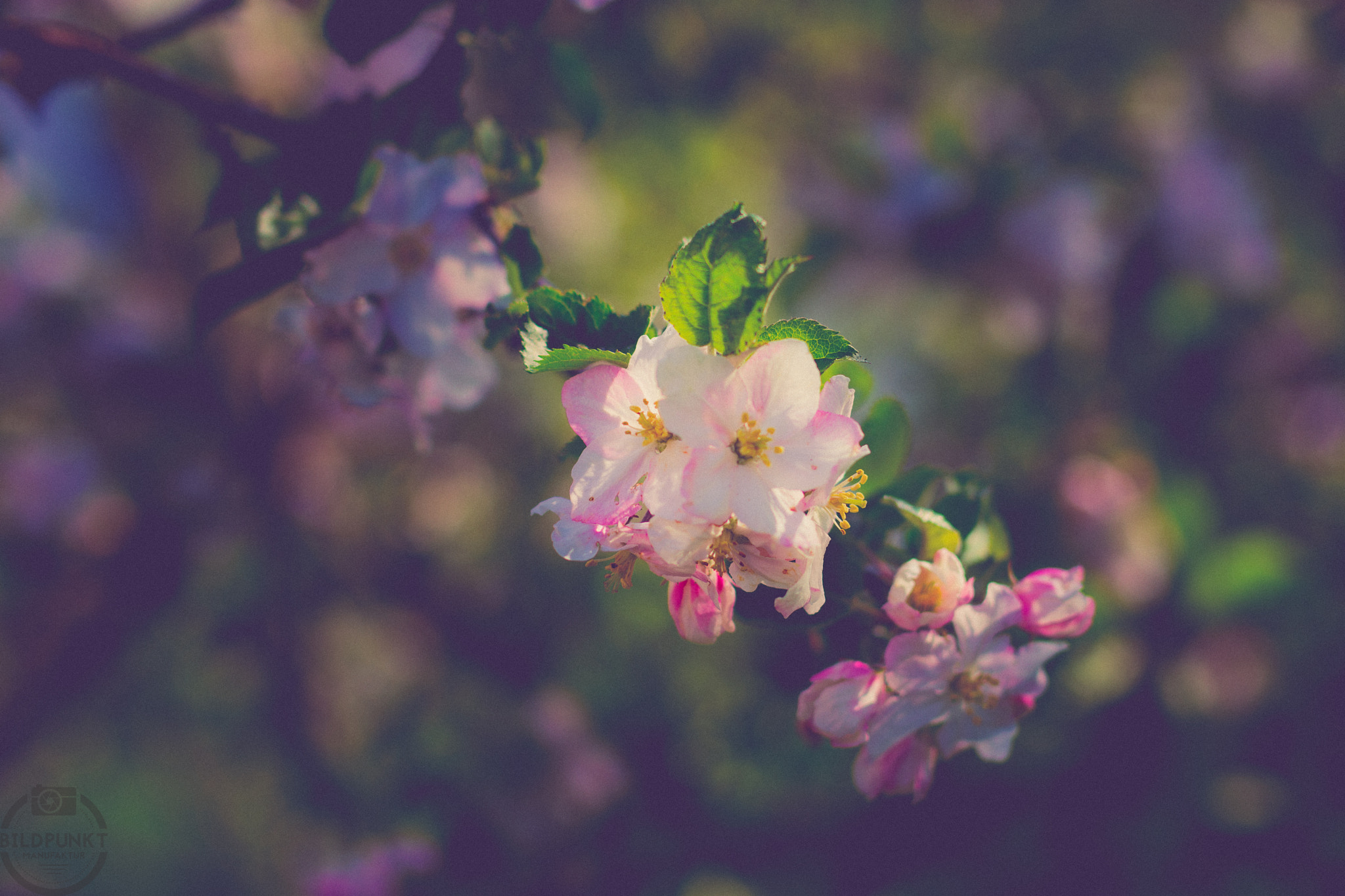 Nikon D7200 + Sigma 50mm F1.4 DG HSM Art sample photo. Another blossom... photography