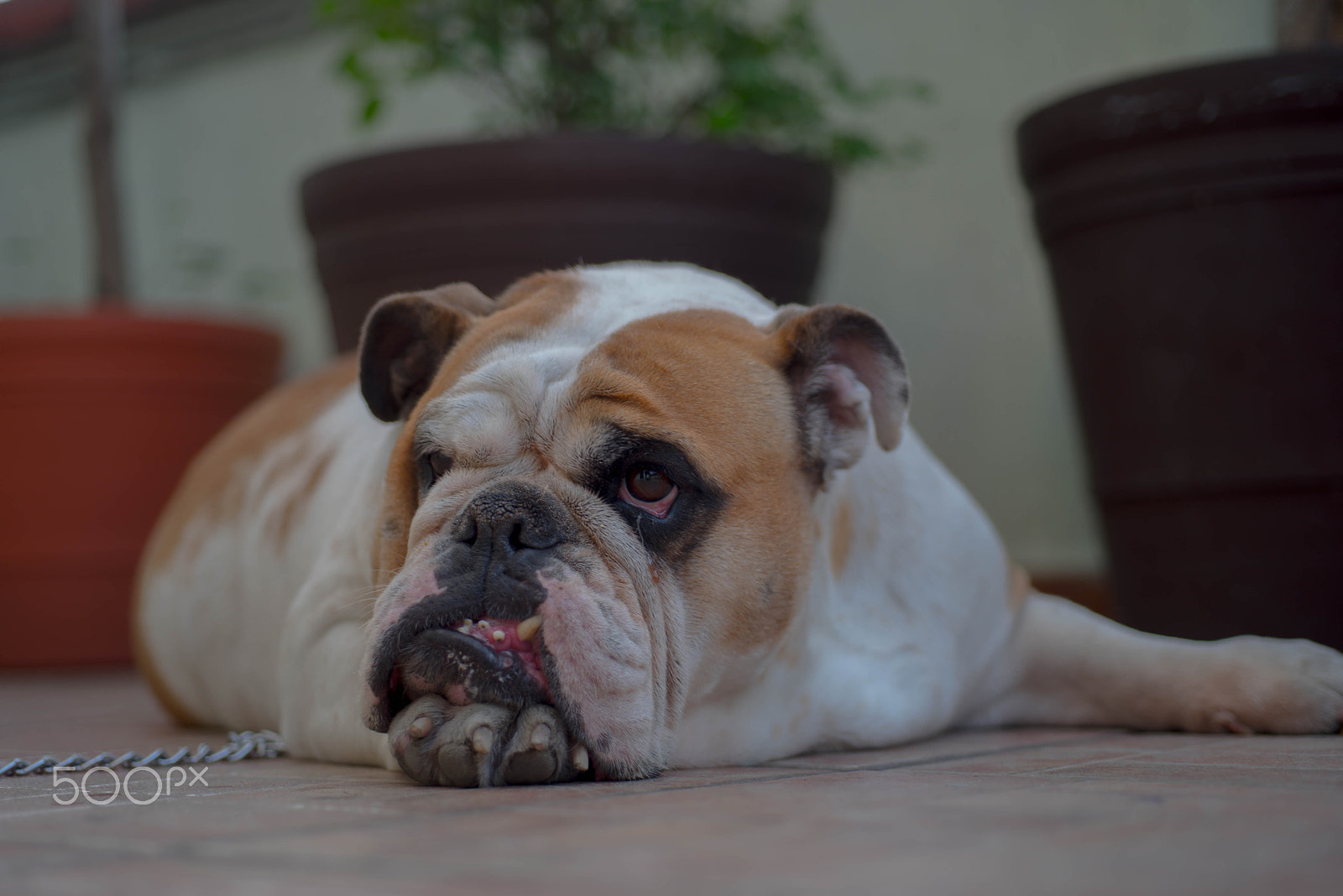 Nikon D750 + AF Micro-Nikkor 60mm f/2.8 sample photo. English bulldog photography