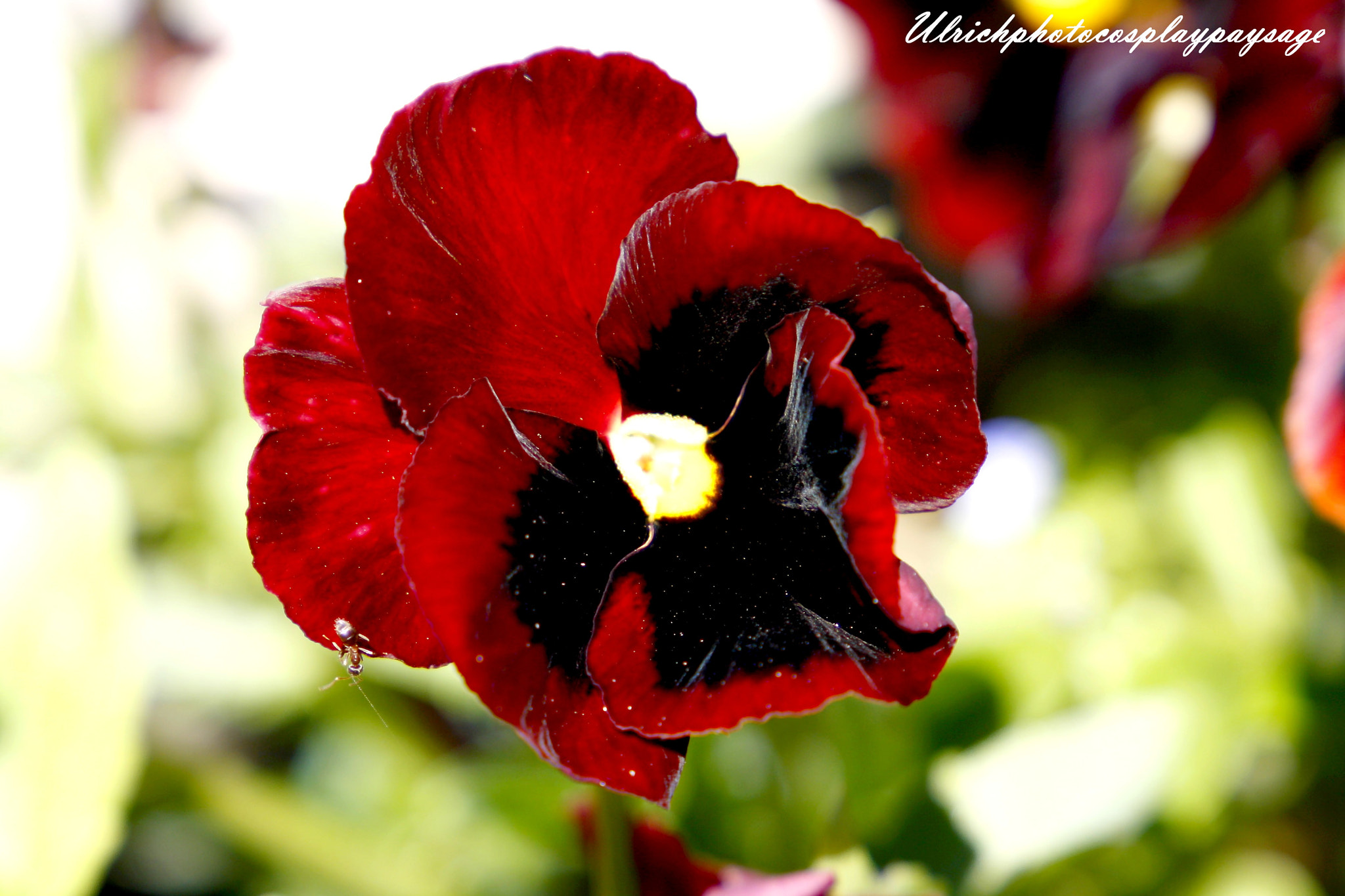 Canon EF 24-105mm F3.5-5.6 IS STM sample photo. Pivoine rouge photography