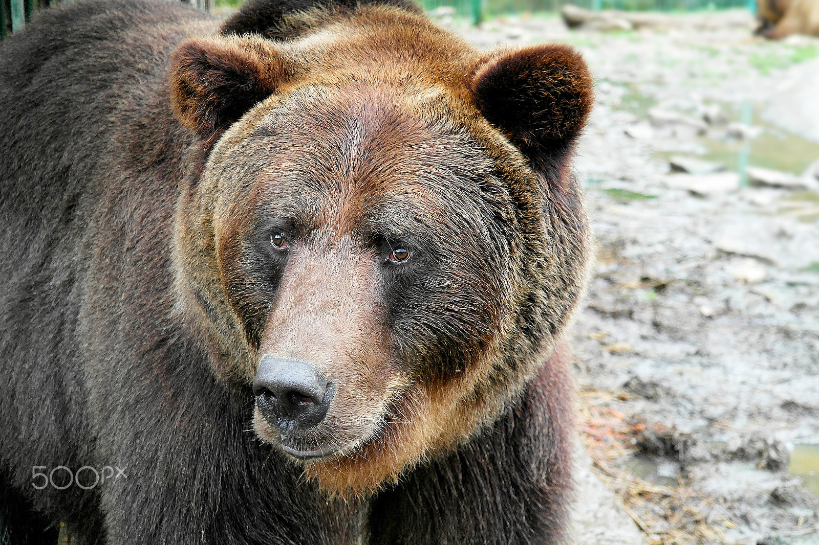 Samsung NX200 sample photo. Brown bear photography