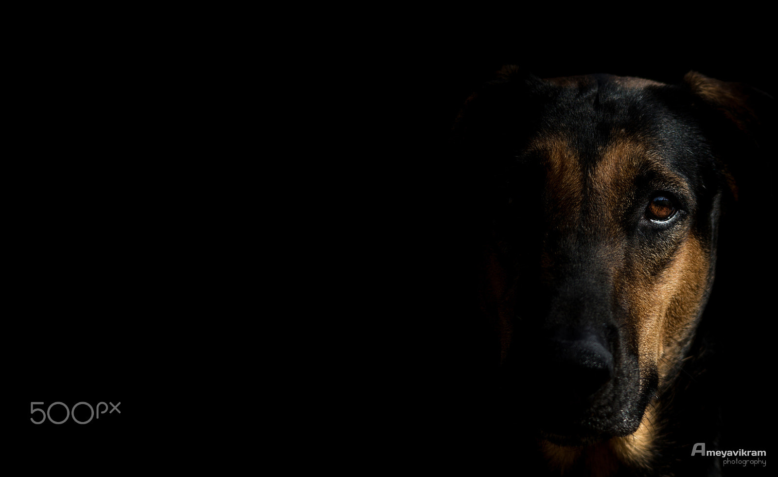 Sigma 150-500mm F5-6.3 DG OS HSM sample photo. Jhilmil photography