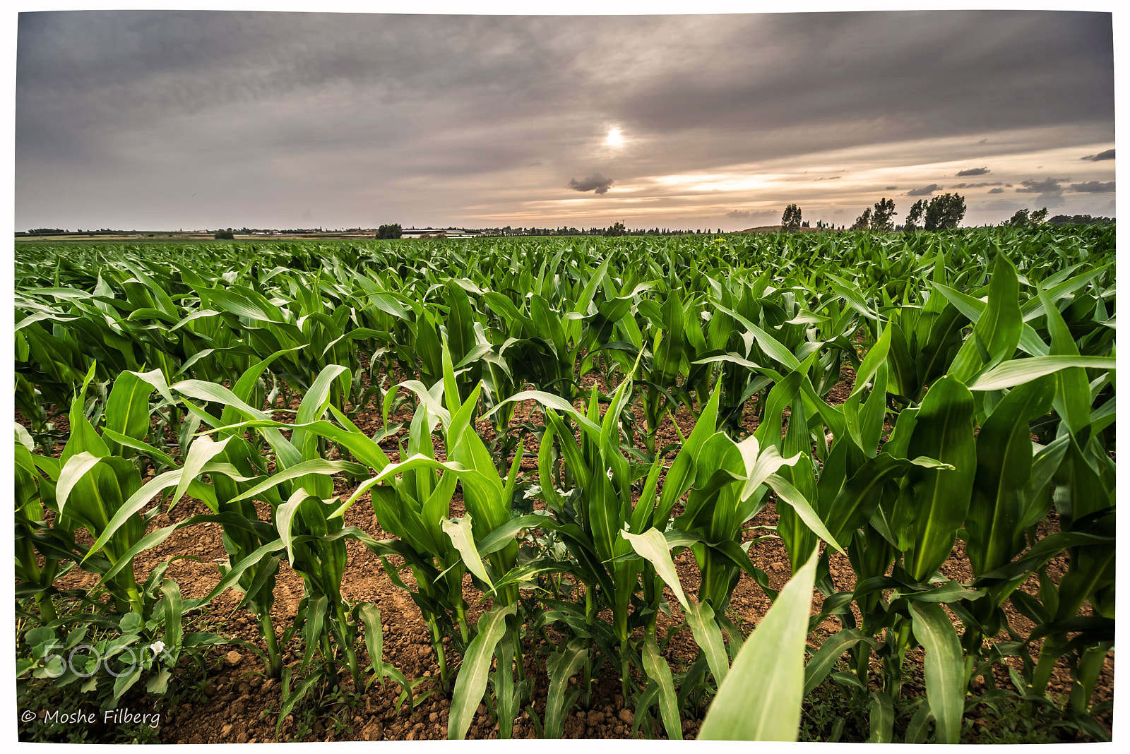 Nikon D810 + Sigma 17-35mm F2.8-4 EX Aspherical sample photo. Green fields photography