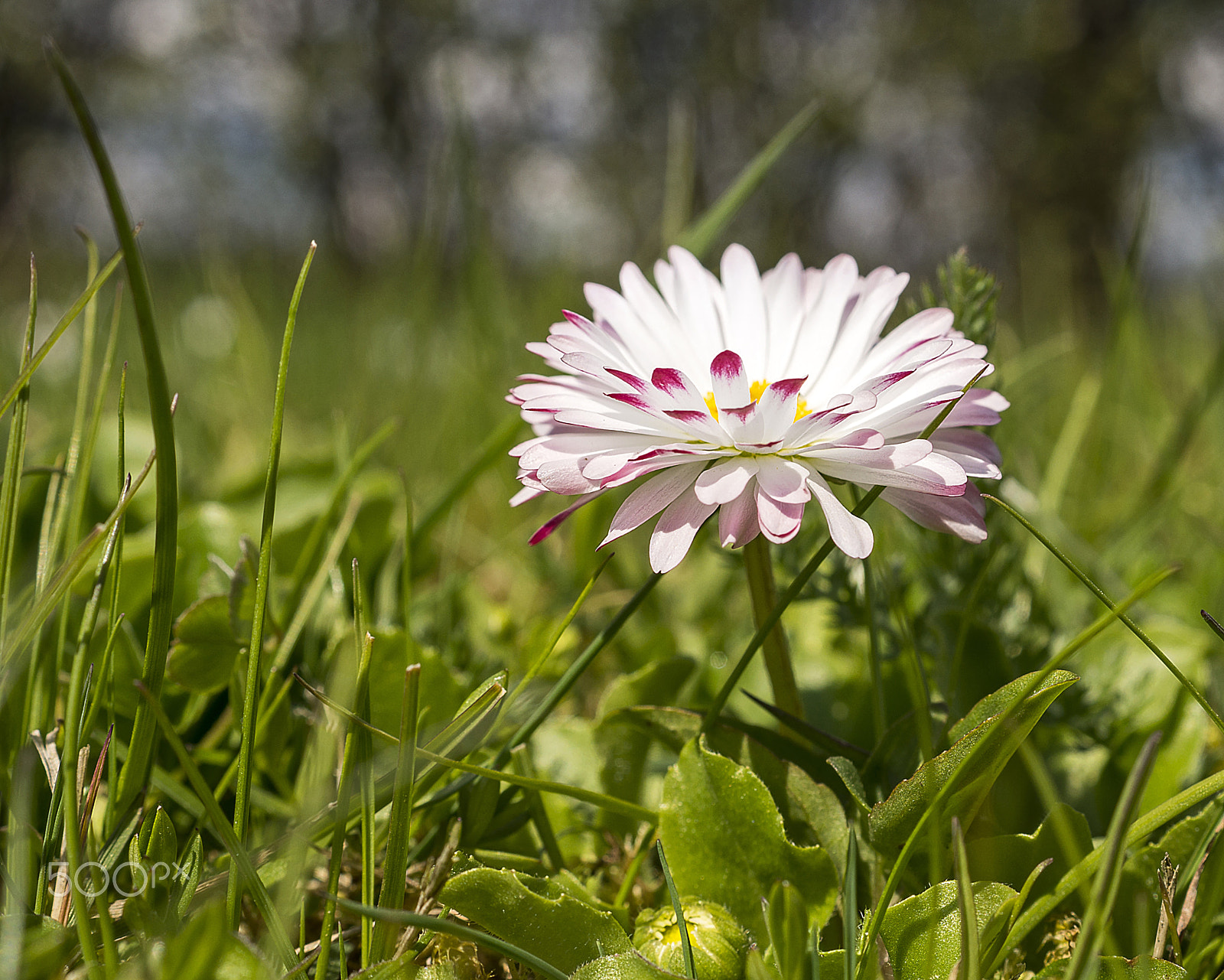 Sony DT 30mm F2.8 Macro SAM sample photo. Spring time photography