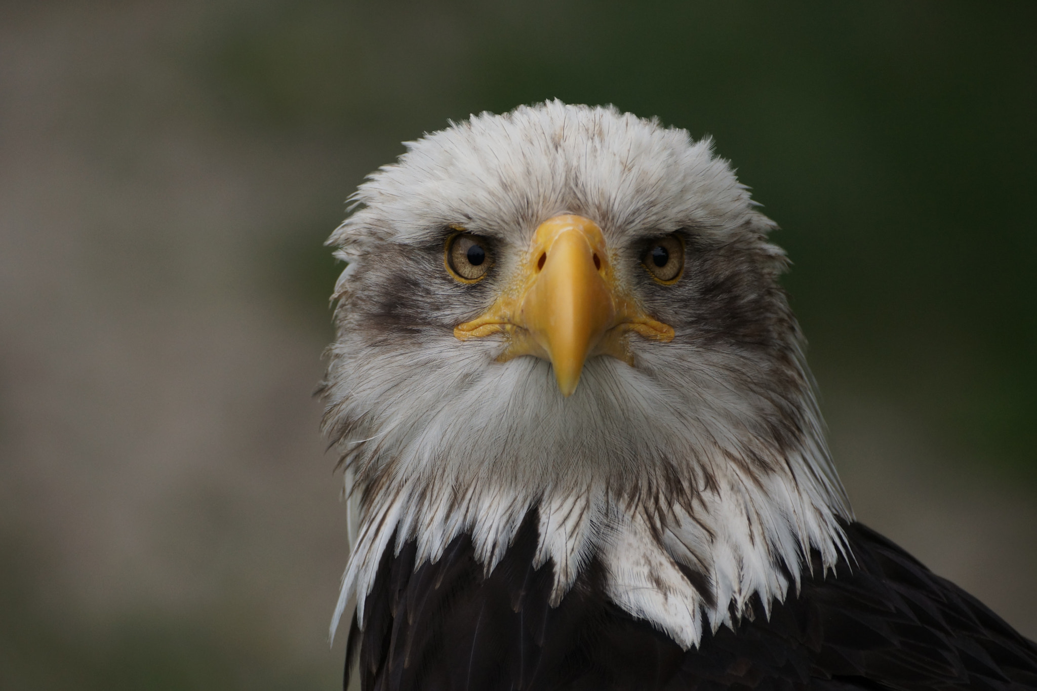 Sony DT 55-300mm F4.5-5.6 SAM sample photo. Who's there? photography