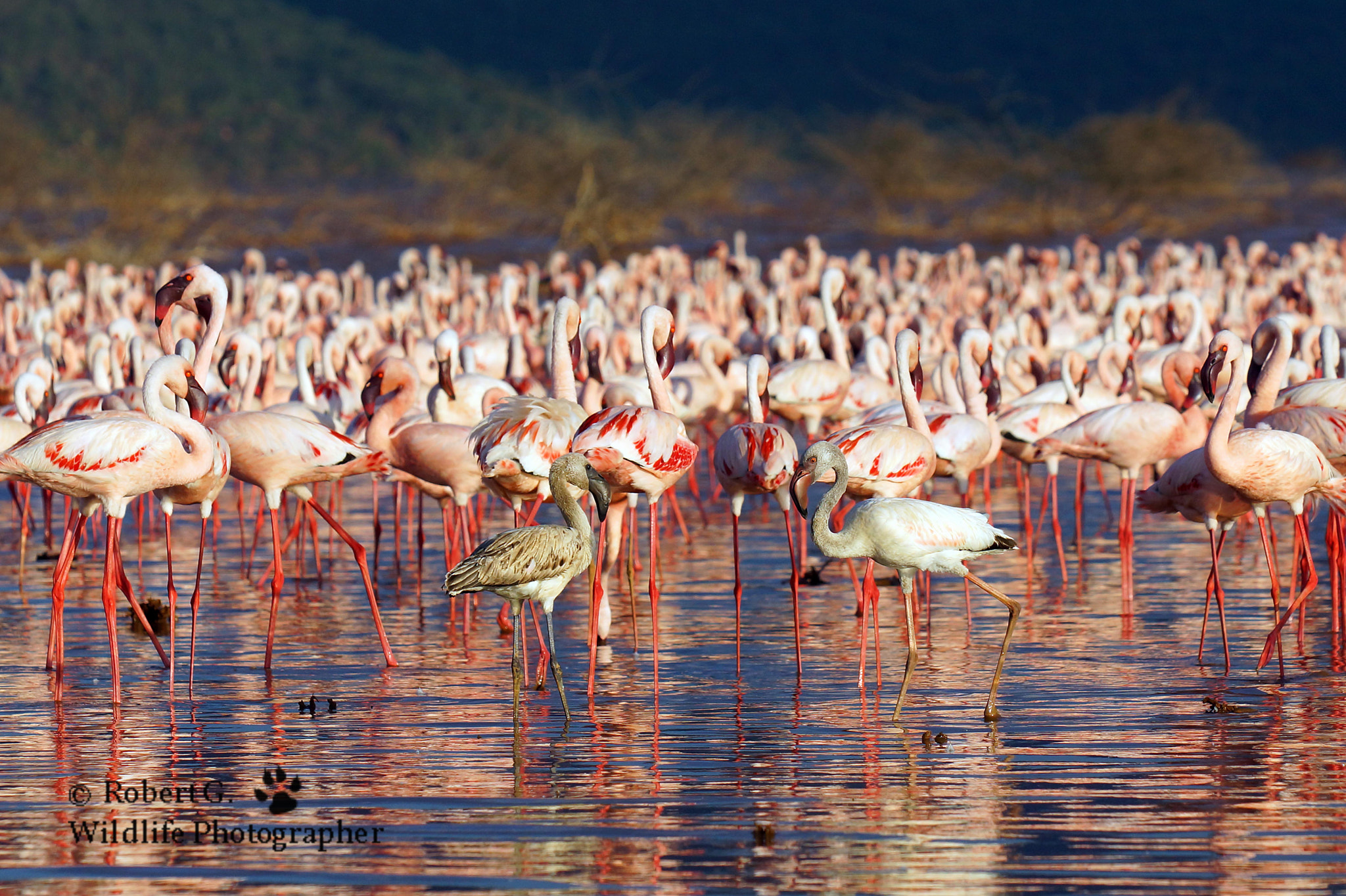 Sony SLT-A77 + Minolta/Sony AF 70-200mm F2.8 G sample photo. Flamingo / lake bogoria photography