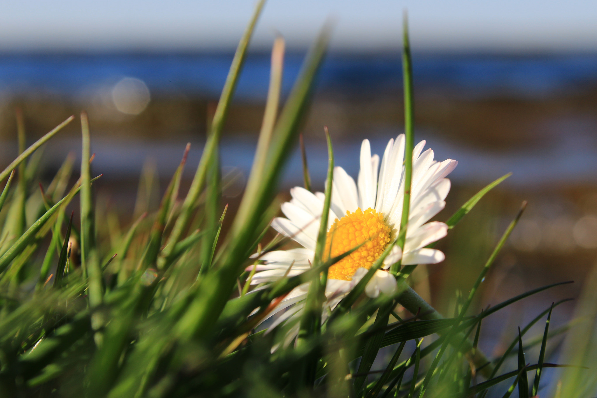 Canon EF-S 18-55mm F3.5-5.6 III sample photo. Daisy by the lake photography