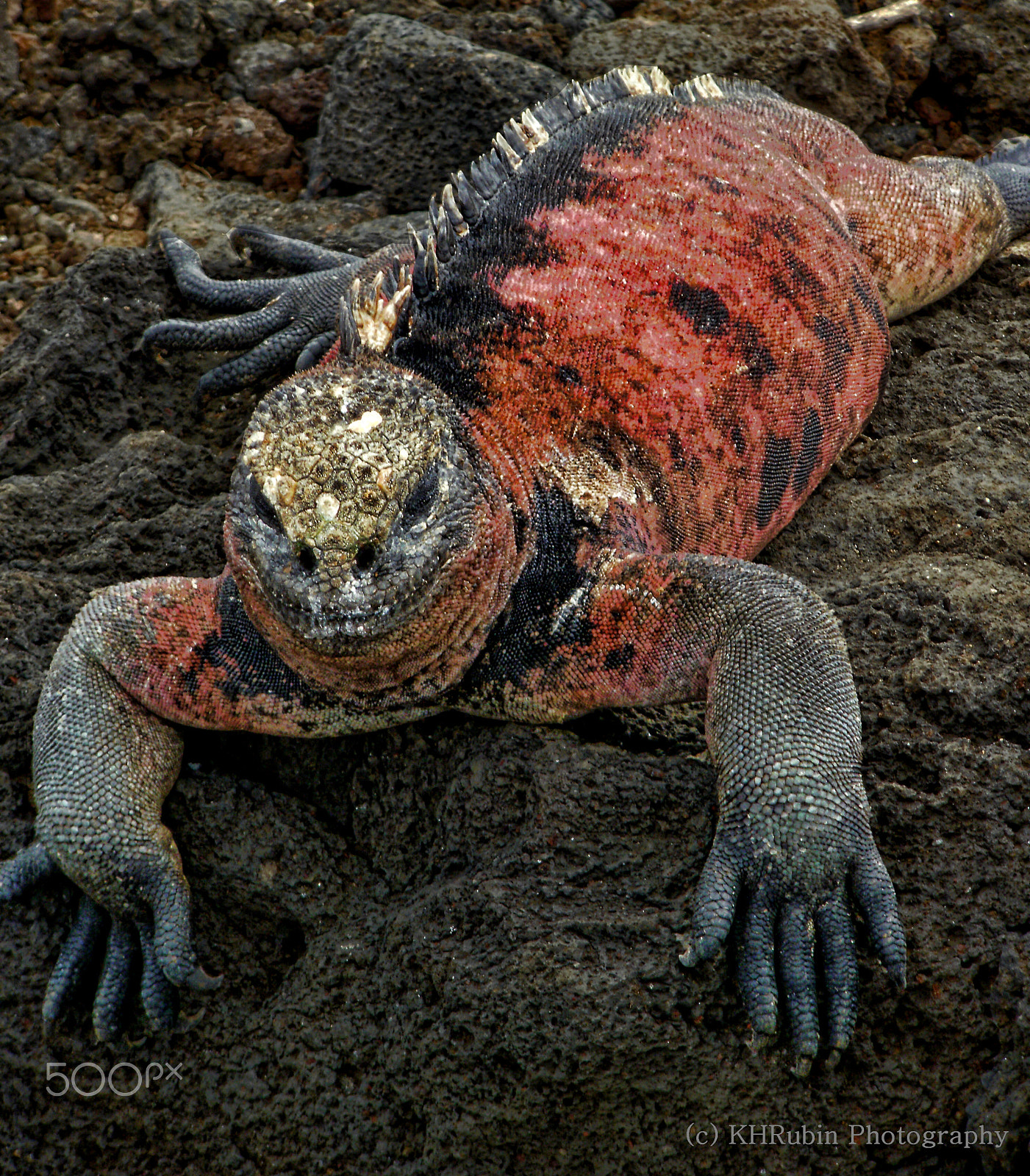 Olympus FE46,X41,X42 sample photo. Galapagueño guapo photography