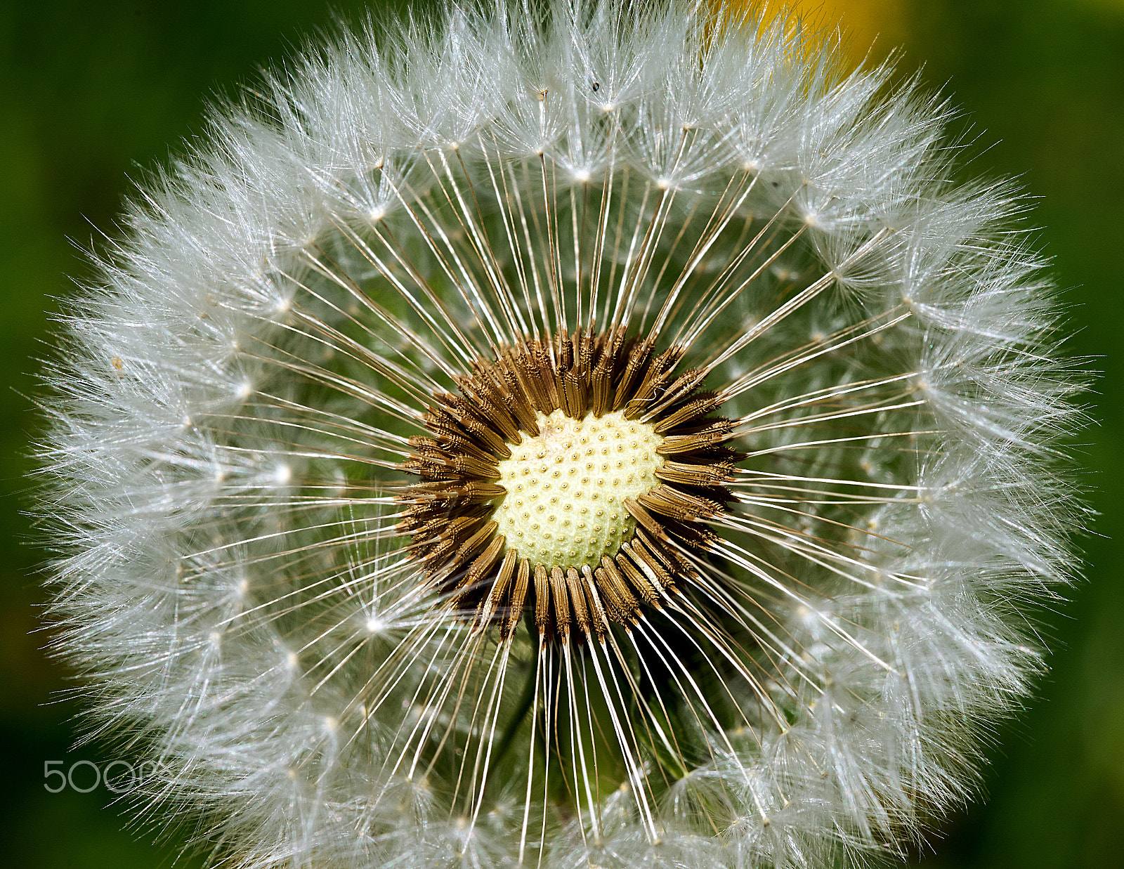 Sony a7 + 105mm F2.8 sample photo. Detailed blowball photography