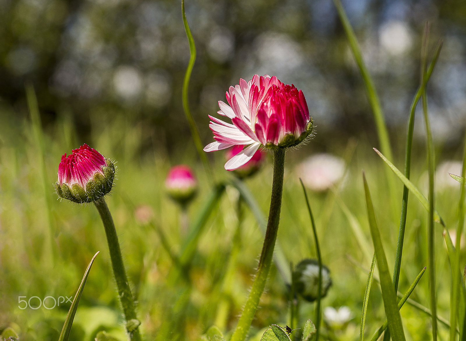 Sony a99 II + Sony DT 30mm F2.8 Macro SAM sample photo. It is spring!!! photography