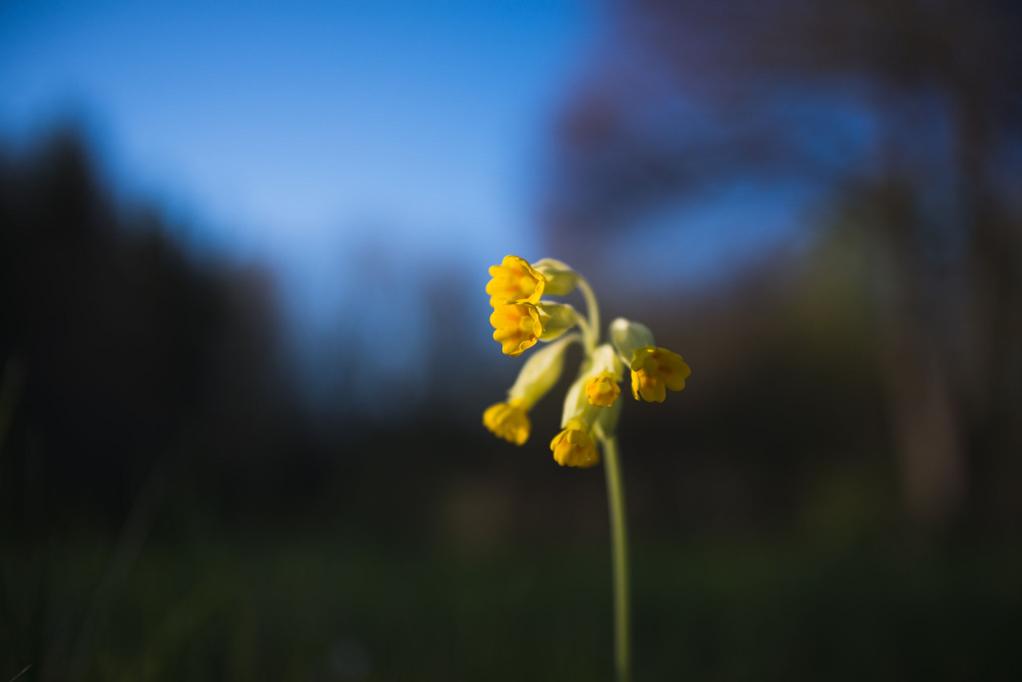 Nikon D610 + AF Zoom-Nikkor 35-70mm f/2.8D sample photo. Like on a stage. photography