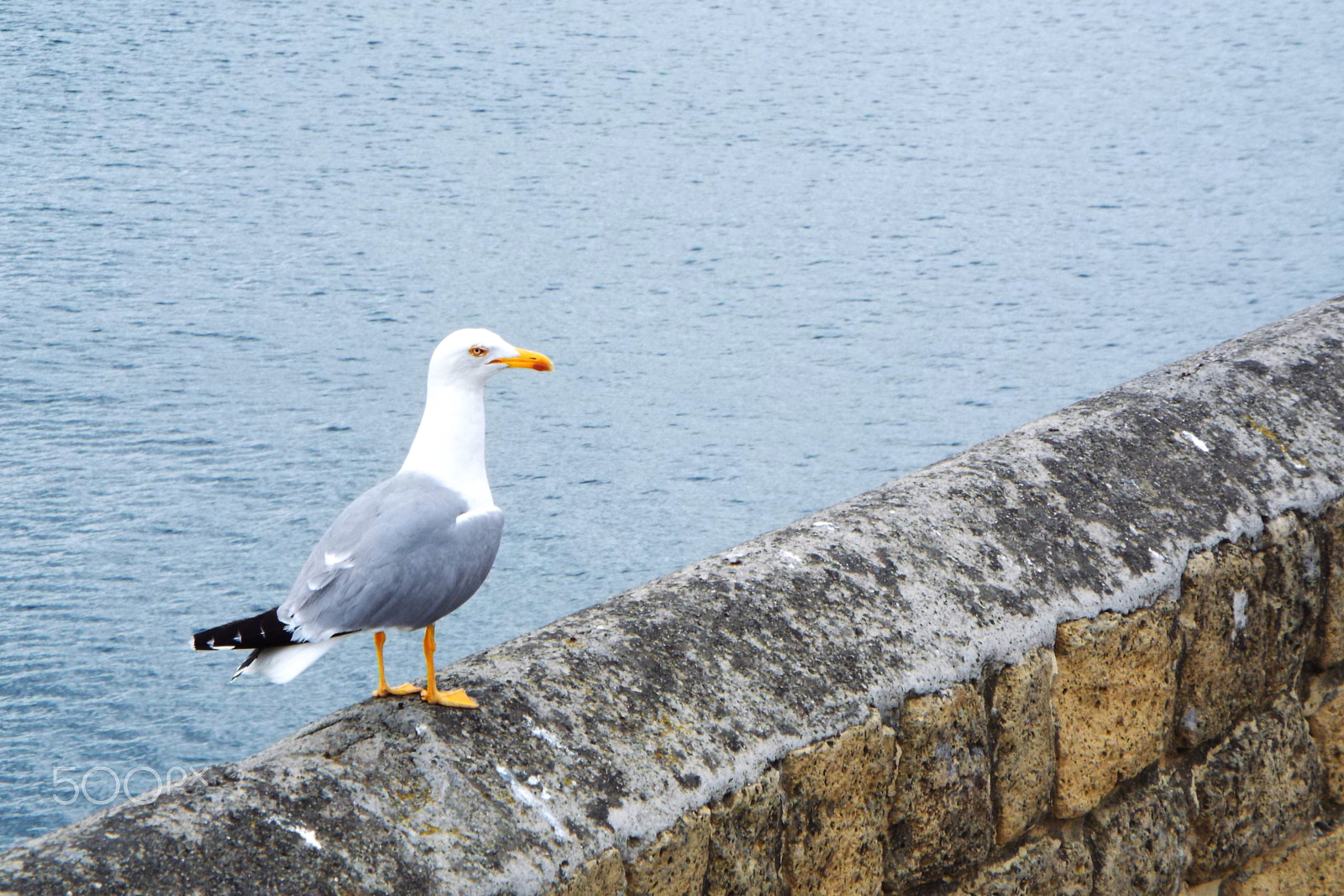 Fujifilm FinePix S9800 sample photo. Seagull photography