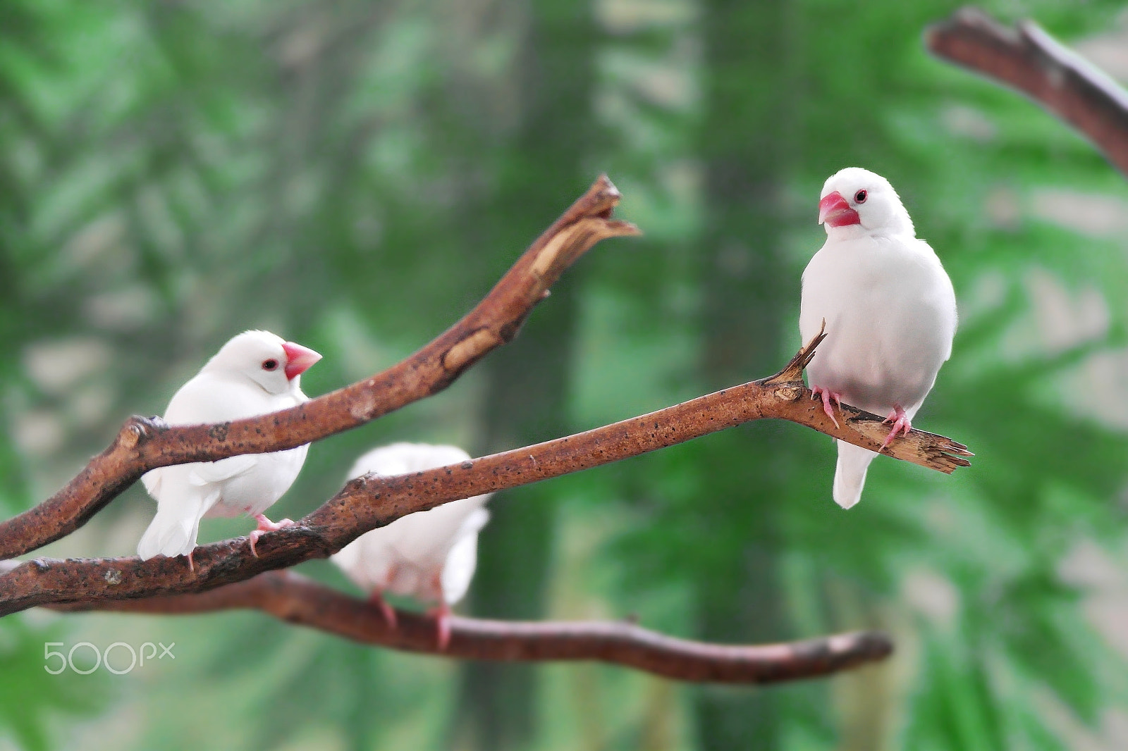 Samsung NX200 sample photo. White bird photography