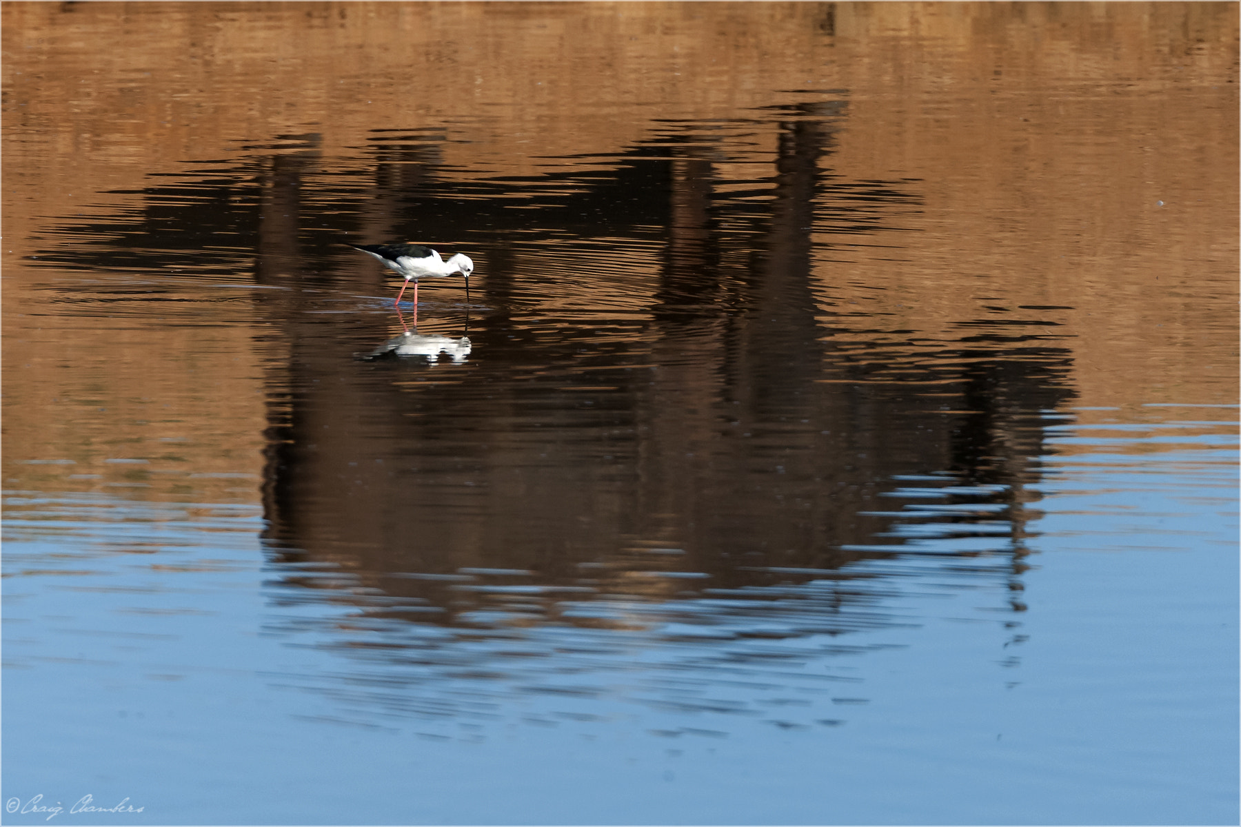 Canon EF 500mm F4L IS USM sample photo. _i7y9714.jpg photography