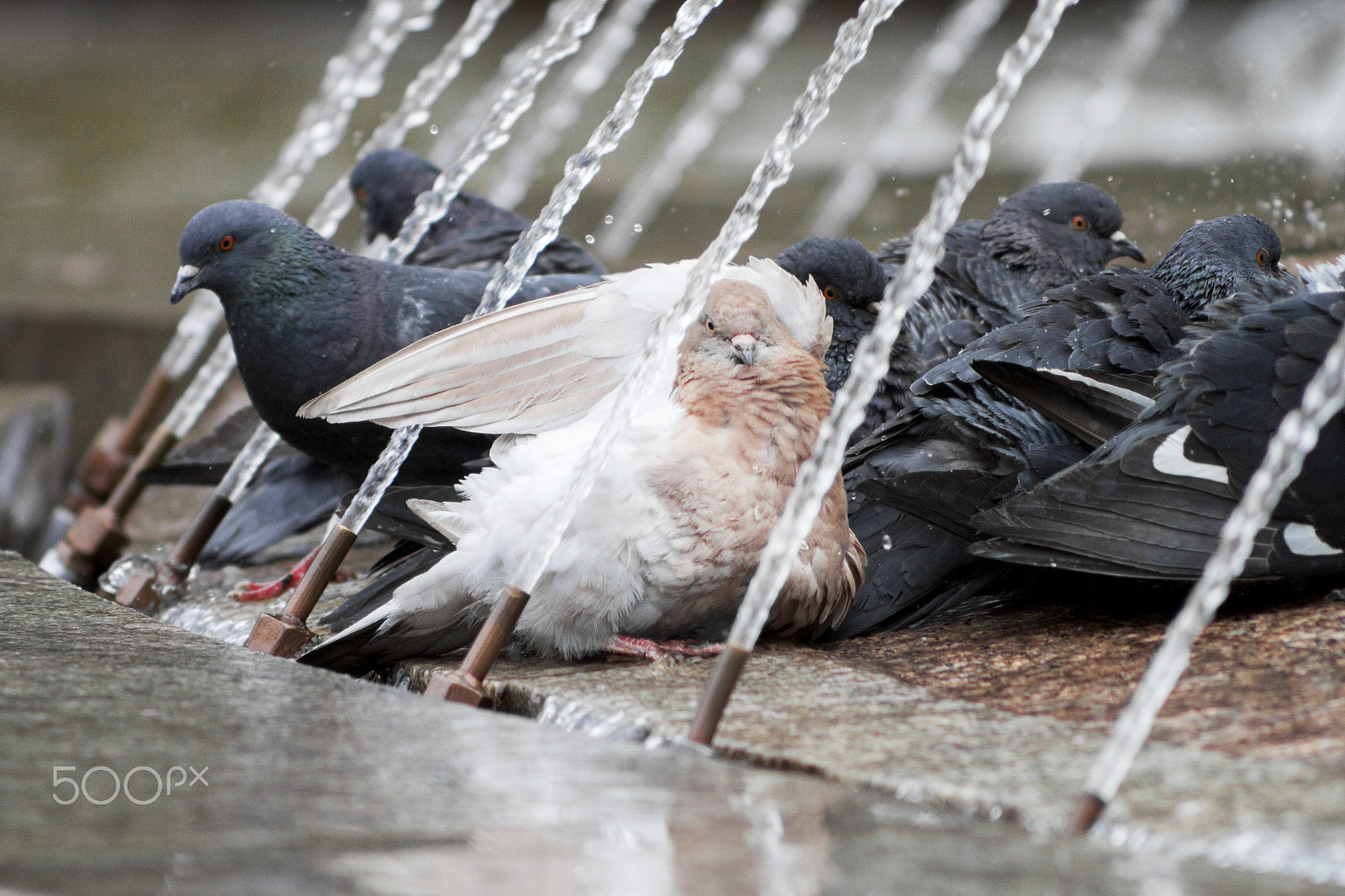 Canon EF 35-80mm f/4-5.6 sample photo. Pigeon photography