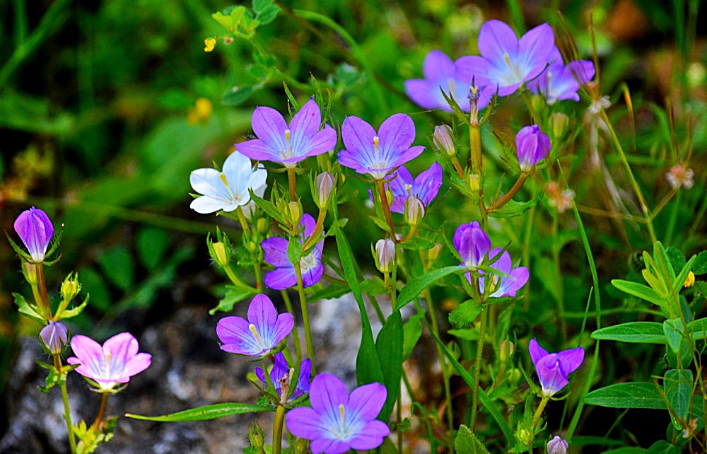 Sigma 70-300mm F4-5.6 APO Macro Super II sample photo. Les fleurs des champs 46 photography