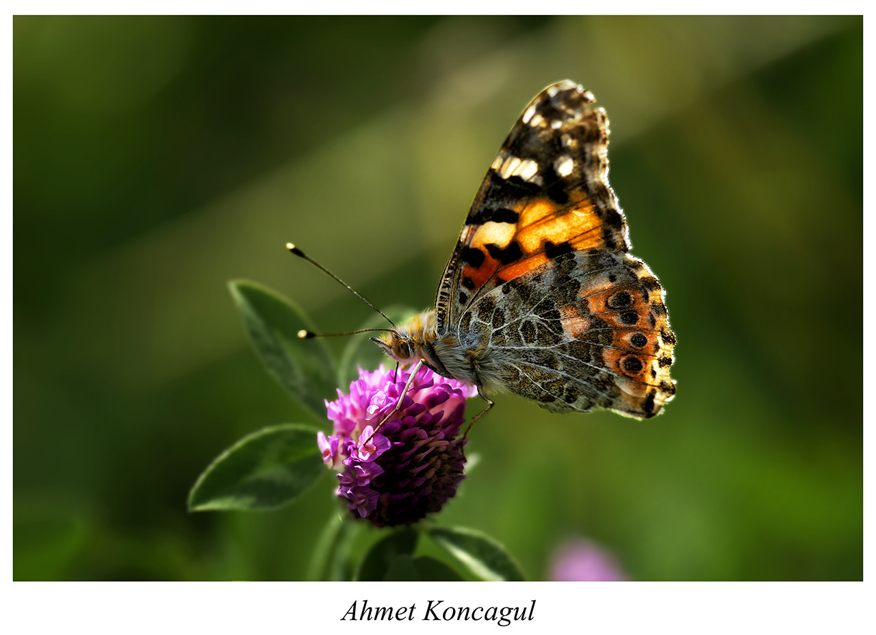 180mm F2.8 sample photo. Butterfly photography