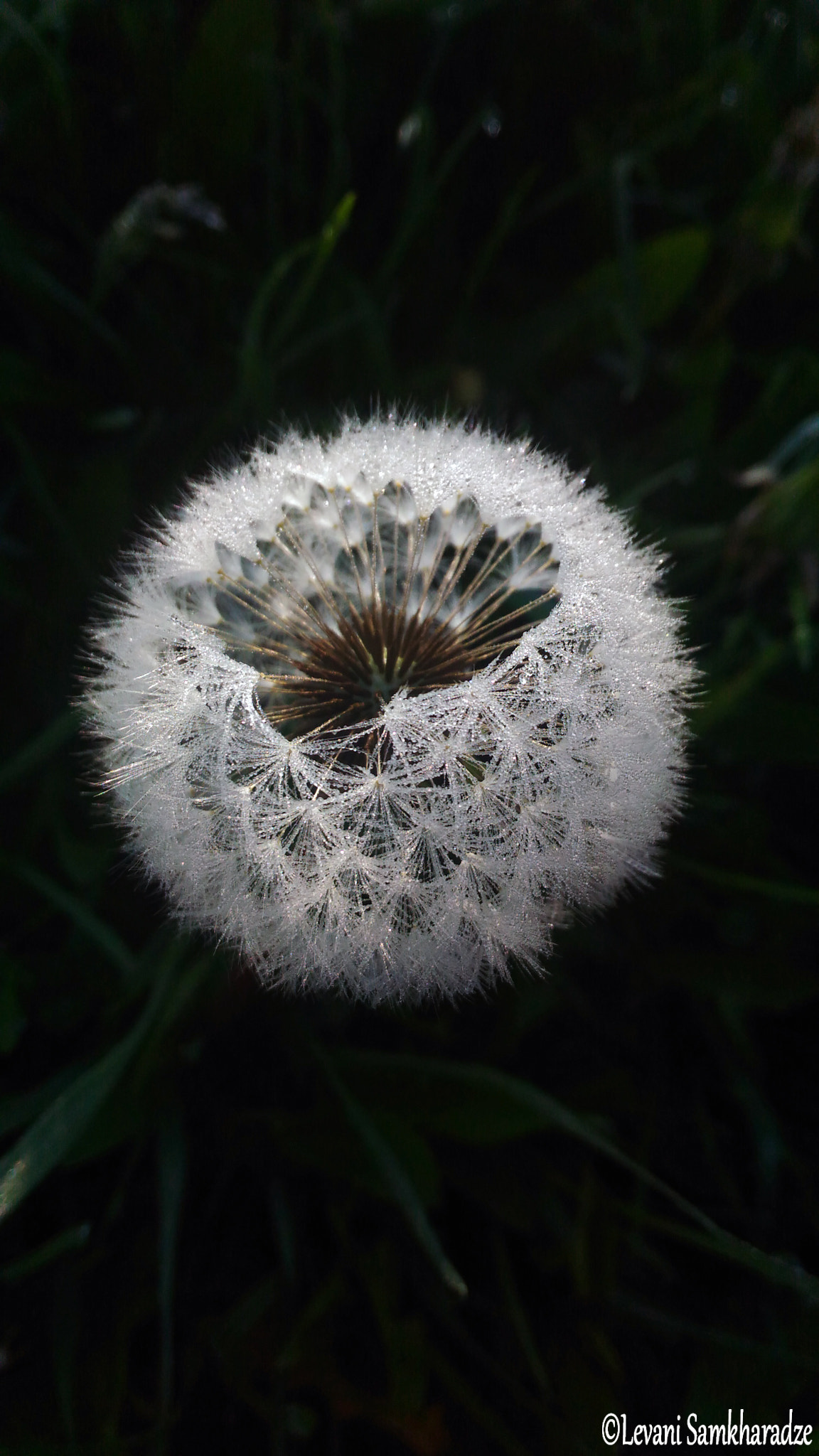 ASUS ZenFone 2 Laser (ZE550KL) sample photo. Dandelion  with water drop photography