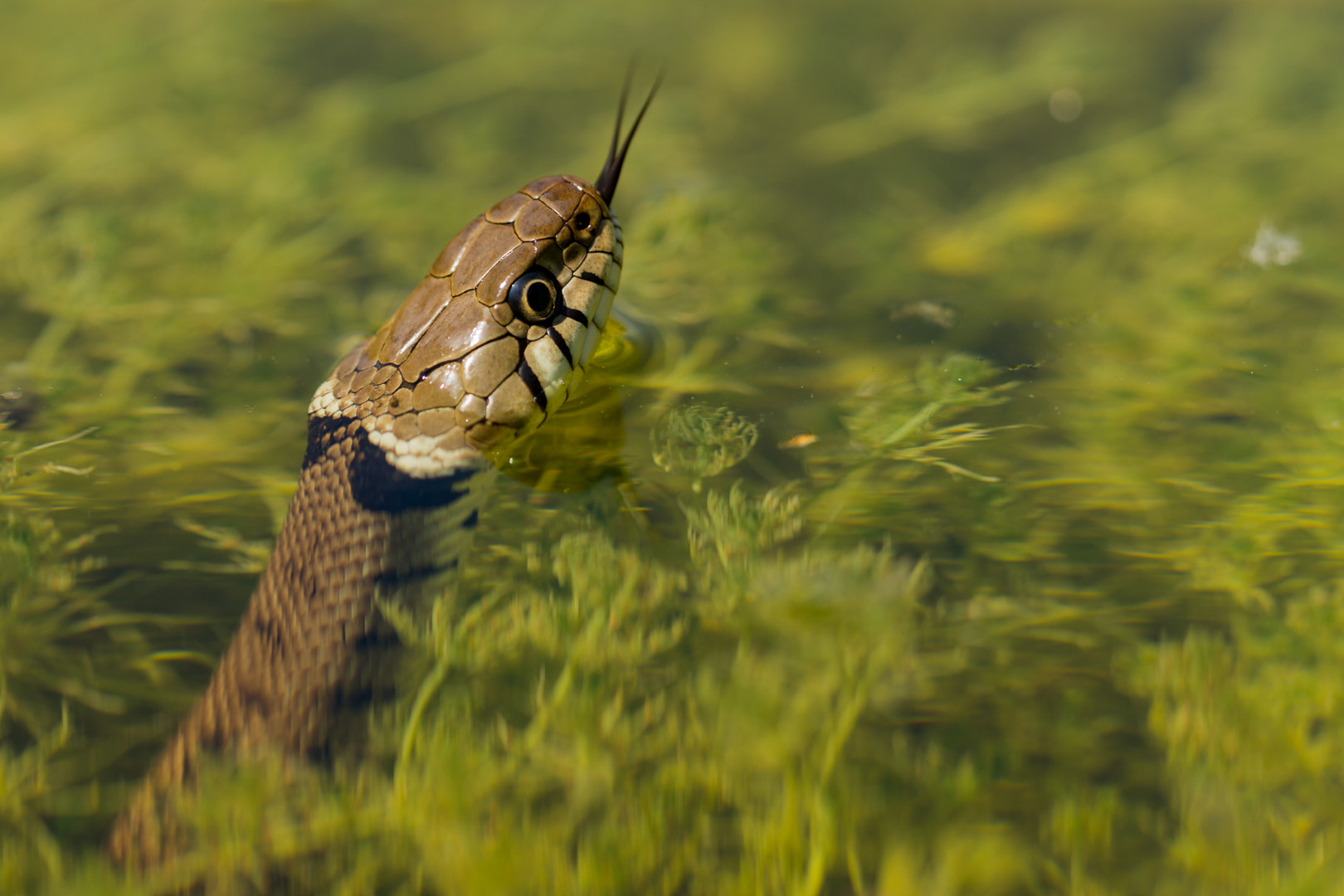 Sony a99 II + 150mm F2.8 sample photo. Natrix natrix photography