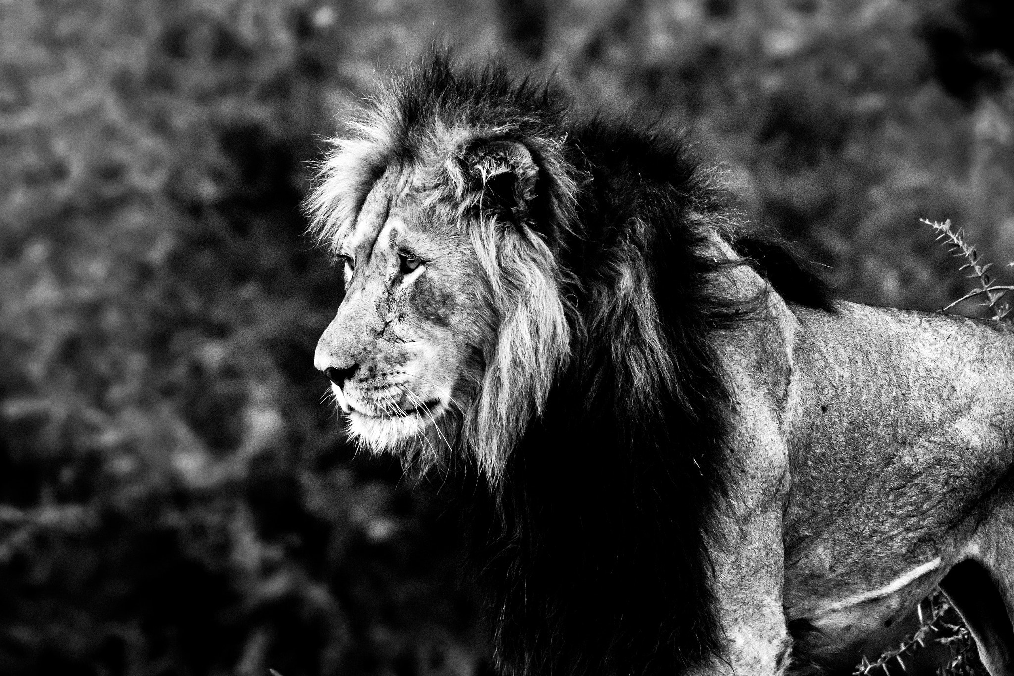 Sigma 150-500mm F5-6.3 DG OS HSM sample photo. The boss photography