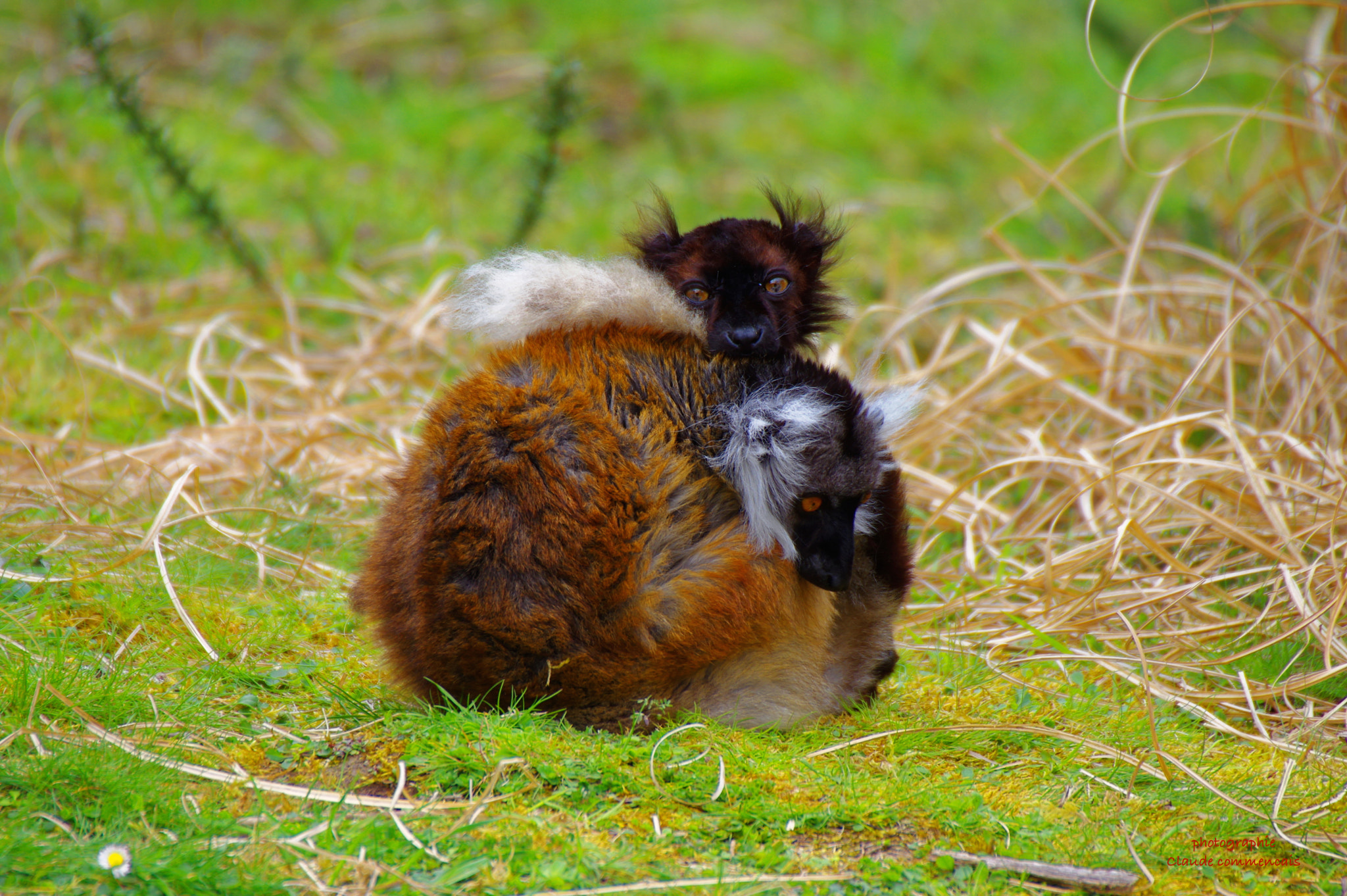 Pentax K-3 sample photo. Lémurien le lémur noir ou lémur macaco (eulemur macaco macaco photography
