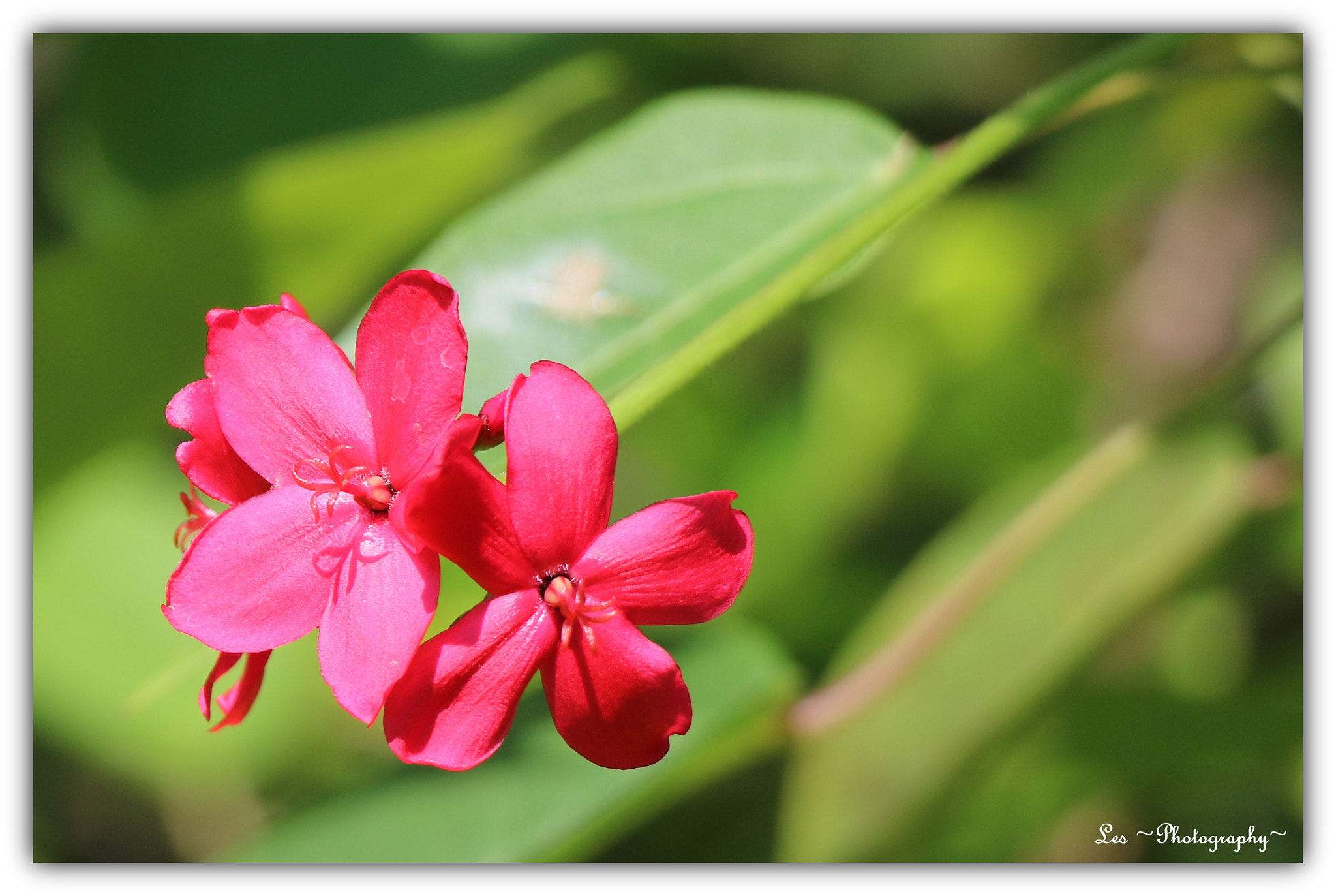 Canon EF-S 18-135mm F3.5-5.6 IS STM sample photo. Red flower... oleander photography
