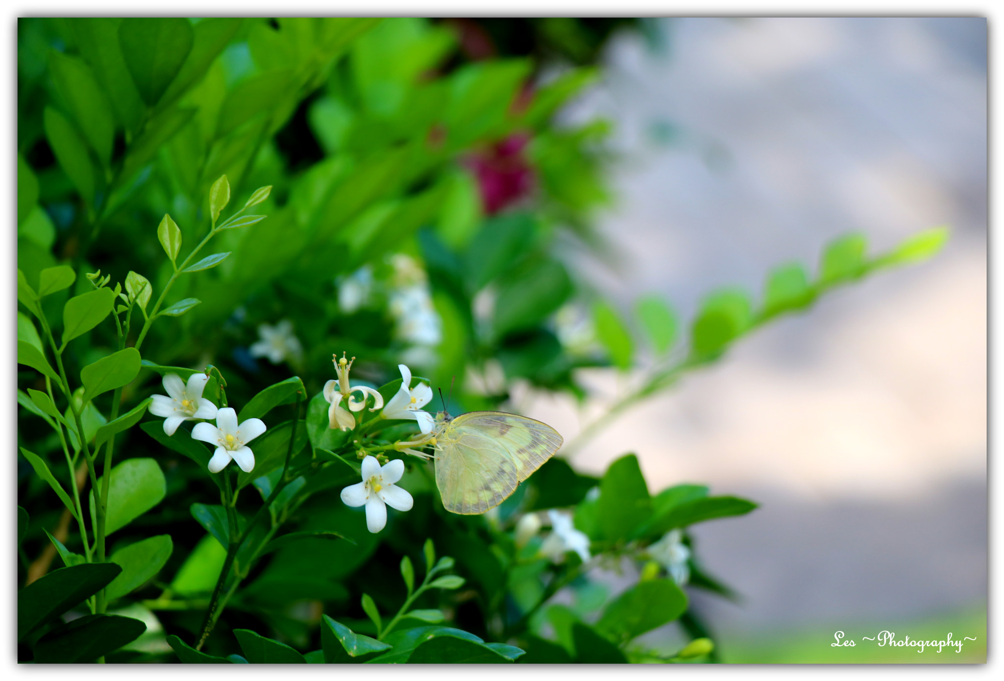 Canon EF-S 18-135mm F3.5-5.6 IS STM sample photo. Butterfly on lemon blossom... photography