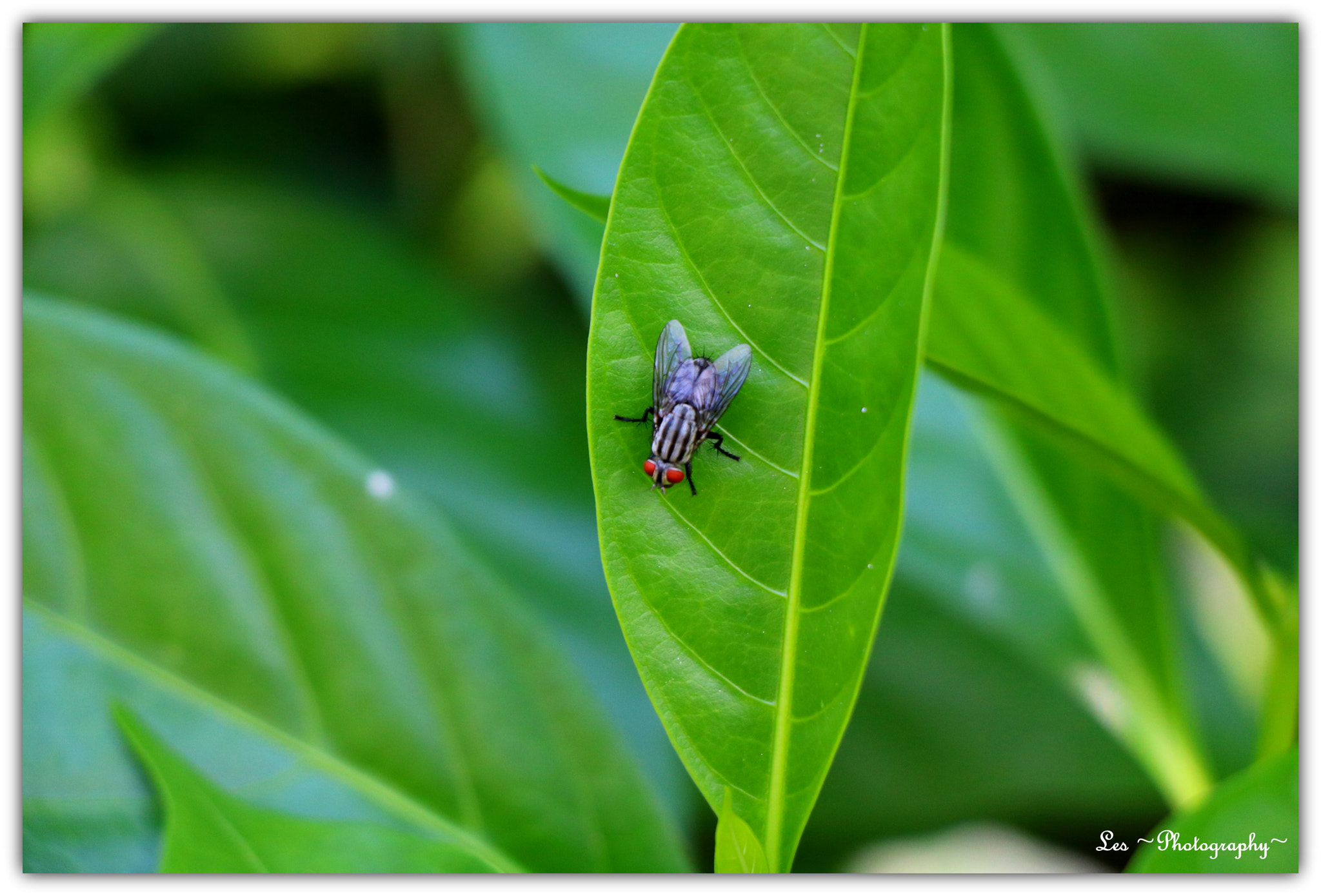 Canon EF-S 18-135mm F3.5-5.6 IS STM sample photo. Fly... photography