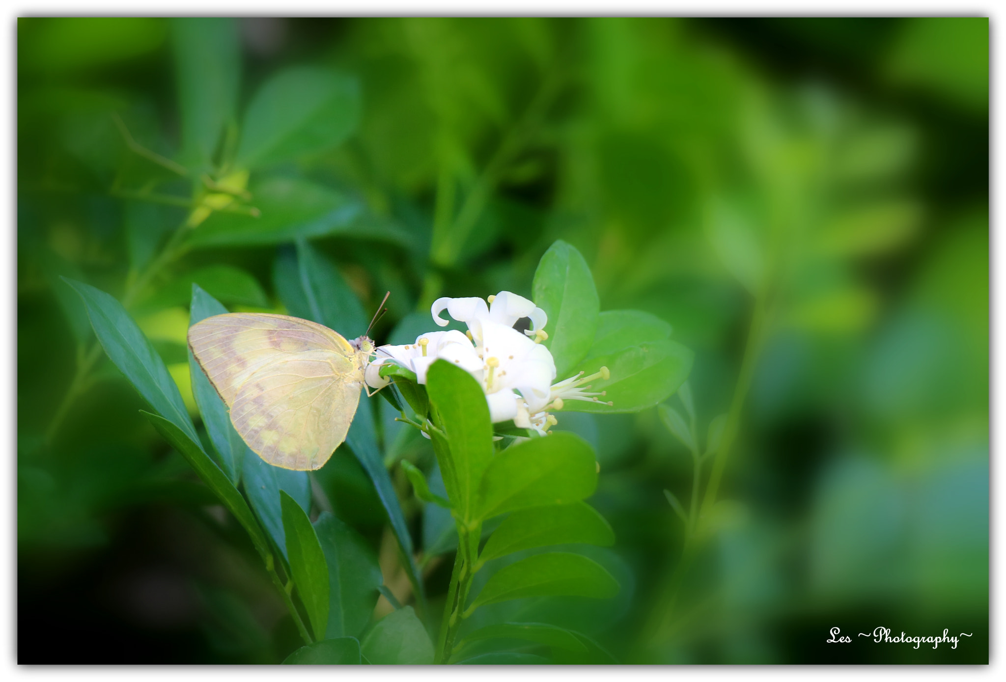 Canon EF-S 18-135mm F3.5-5.6 IS STM sample photo. Butterfly... photography