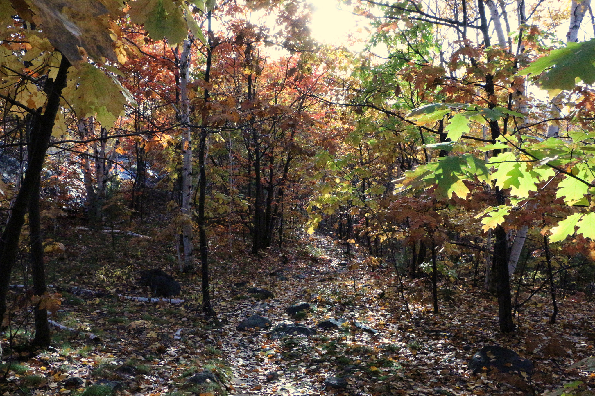 Canon EF-S 18-135mm F3.5-5.6 IS STM sample photo. Sudbury - a forest in autumn photography
