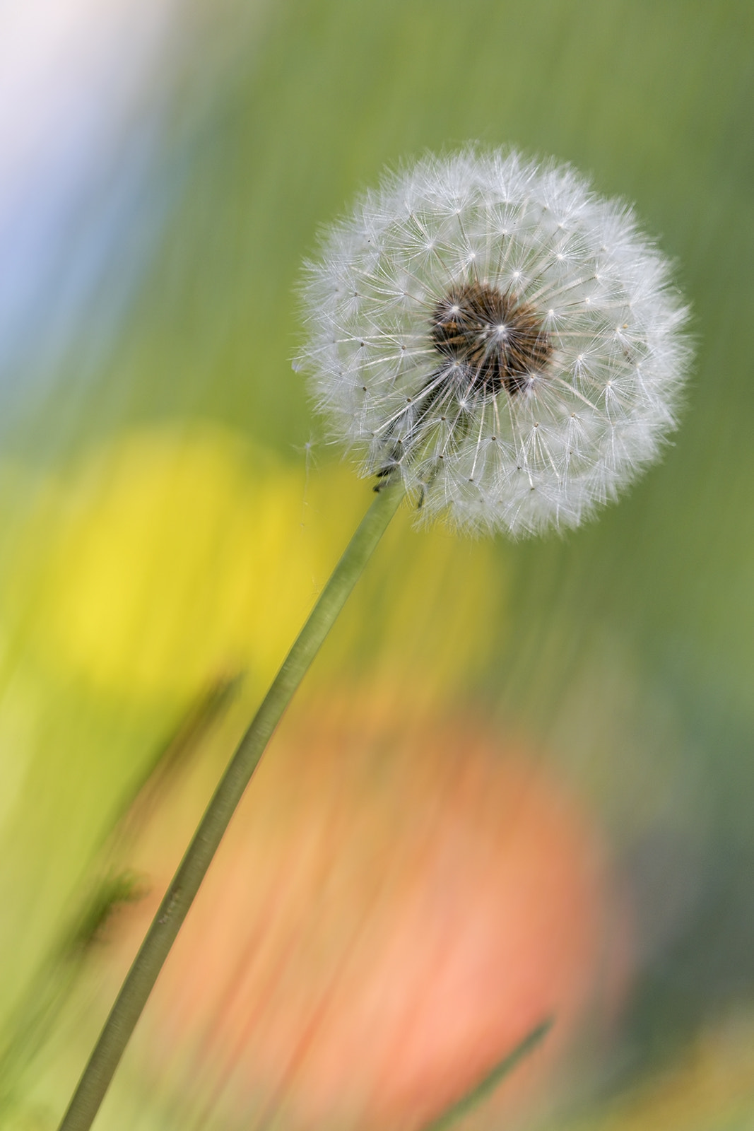 Tamron SP AF 180mm F3.5 Di LD (IF) Macro sample photo. Pissenlit photography