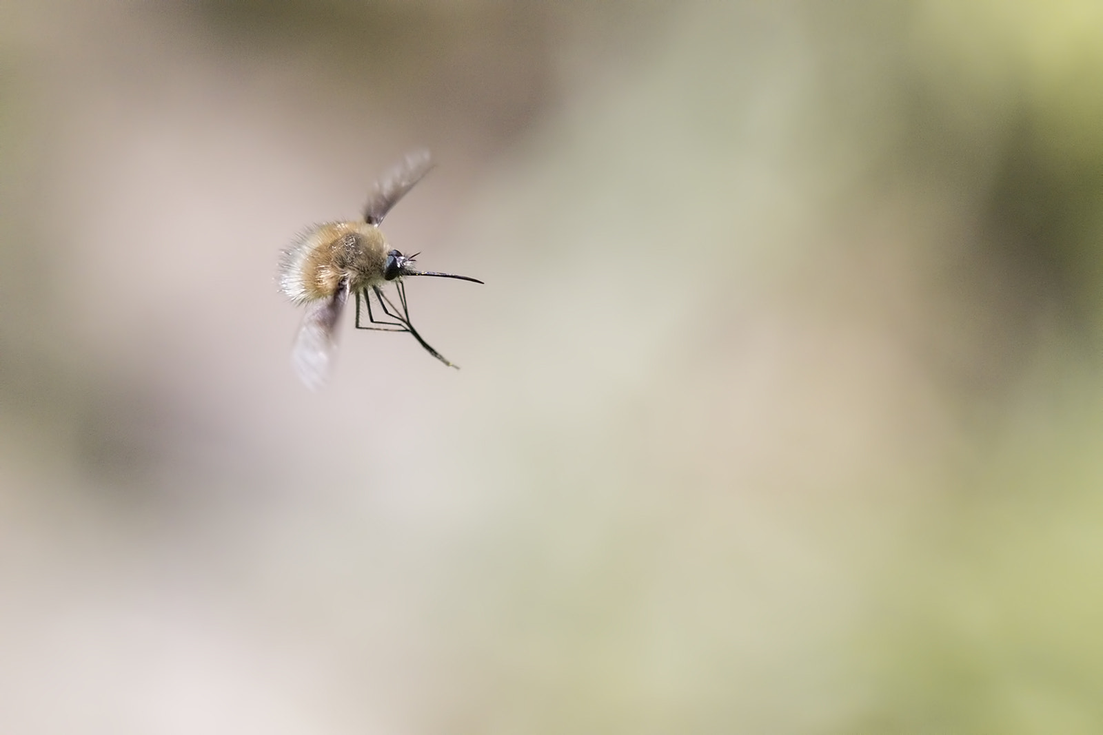 Tamron SP AF 180mm F3.5 Di LD (IF) Macro sample photo. Bombyle photography
