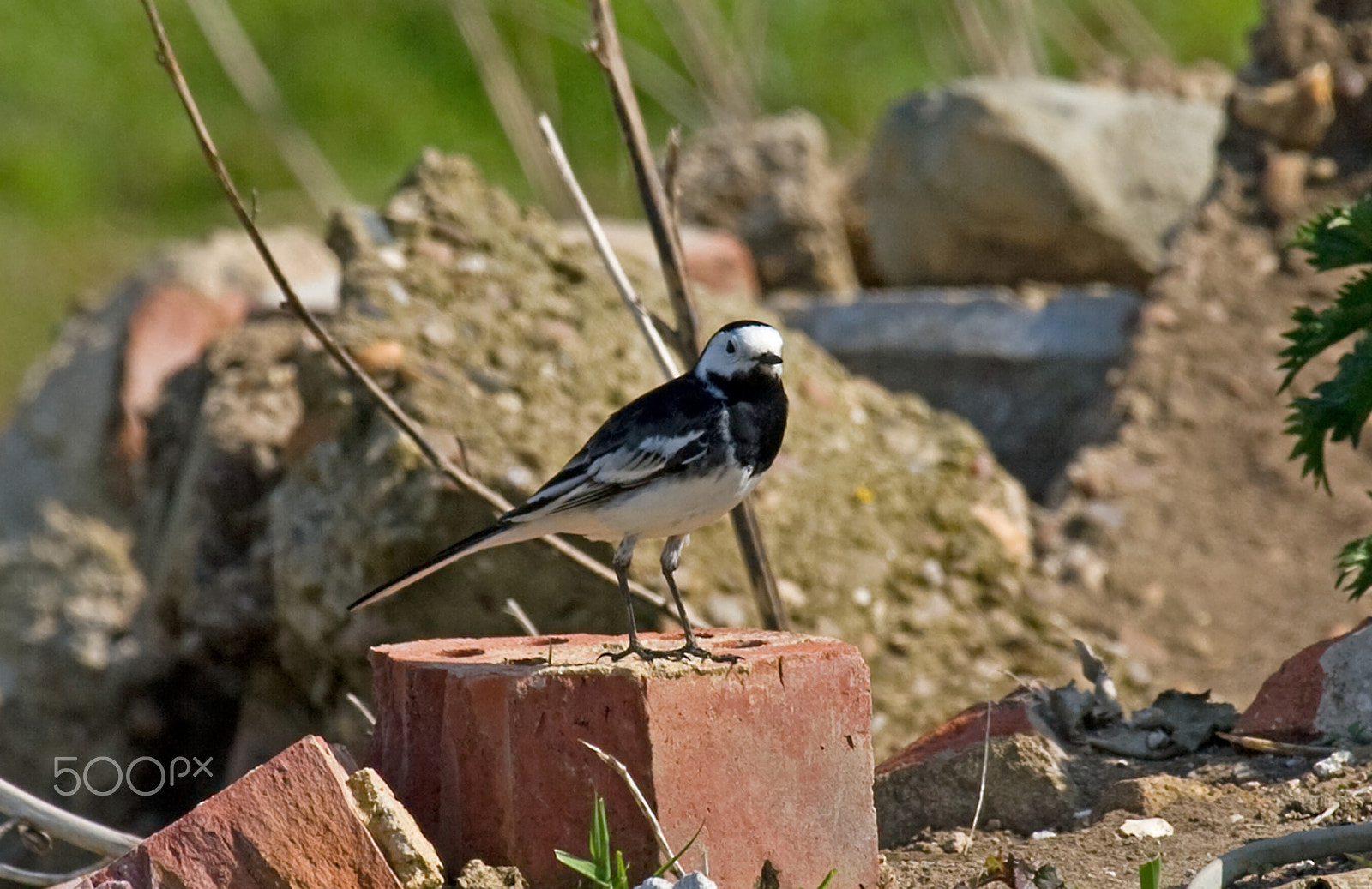 Canon EF 100-400mm F4.5-5.6L IS USM sample photo. Life amongst the debris. photography