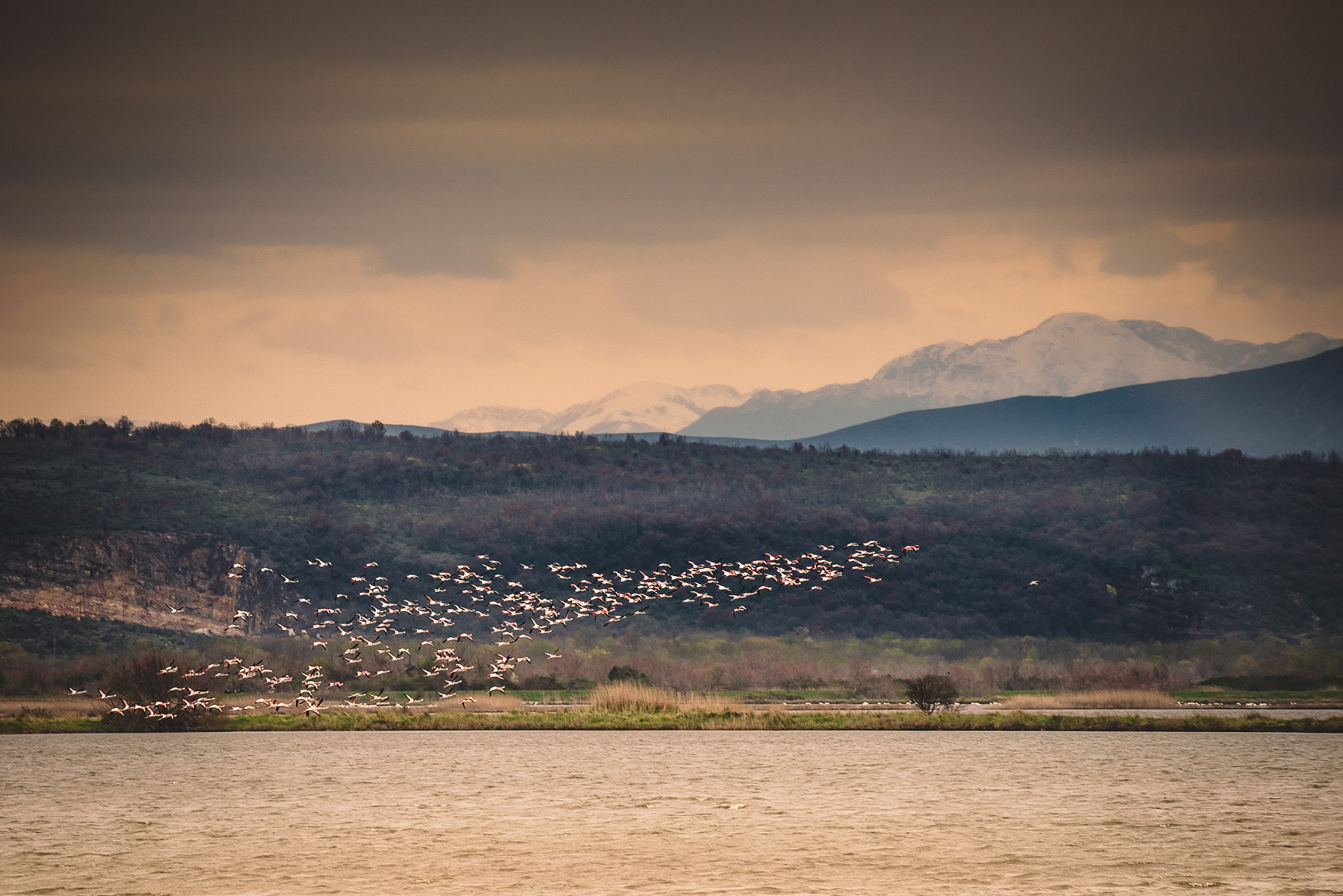 AF Nikkor 70-210mm f/4-5.6D sample photo. Habitat flamingos in the wild photography
