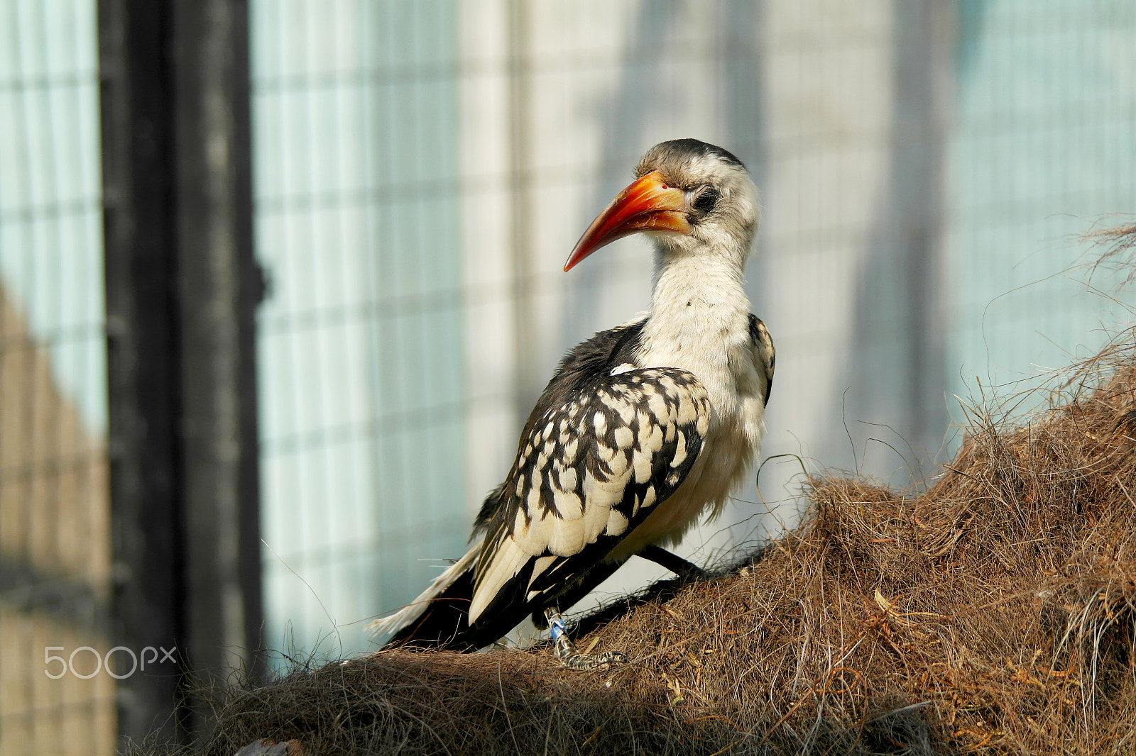Samsung NX200 sample photo. Zoo birds photography