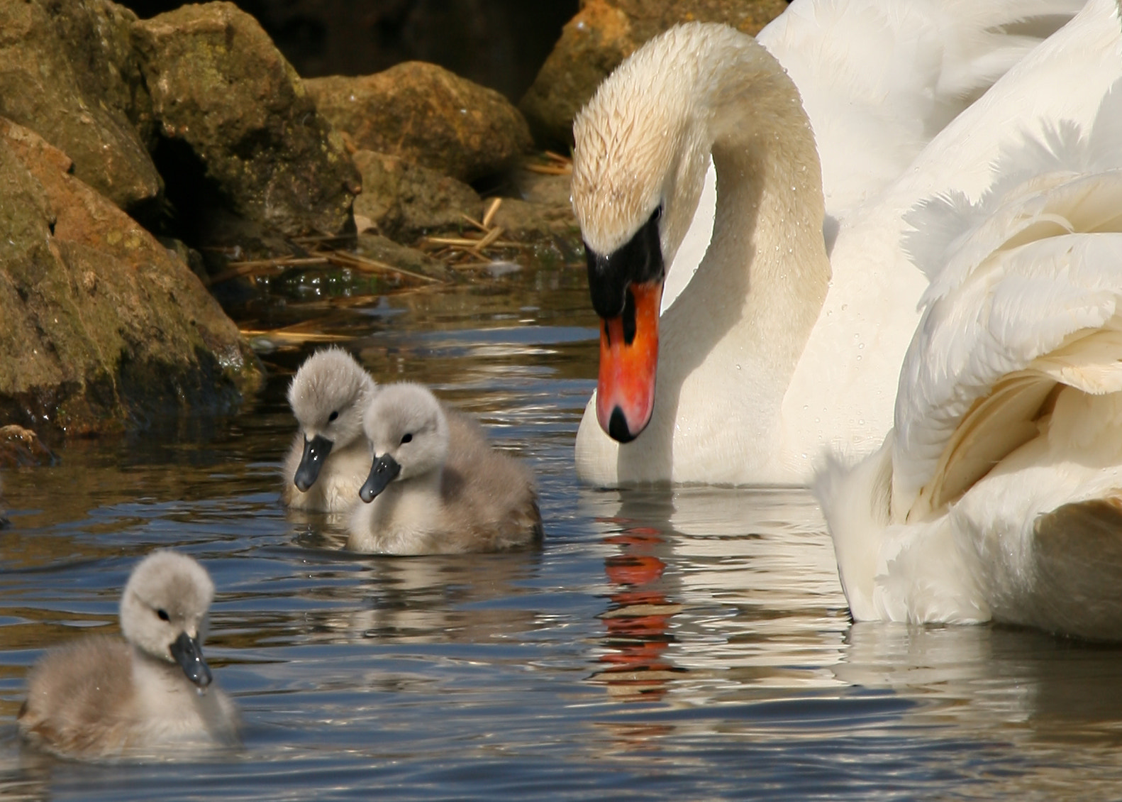 Canon EOS-1D Mark III + Canon EF 100-400mm F4.5-5.6L IS USM sample photo. Mute swan and cygnets photography