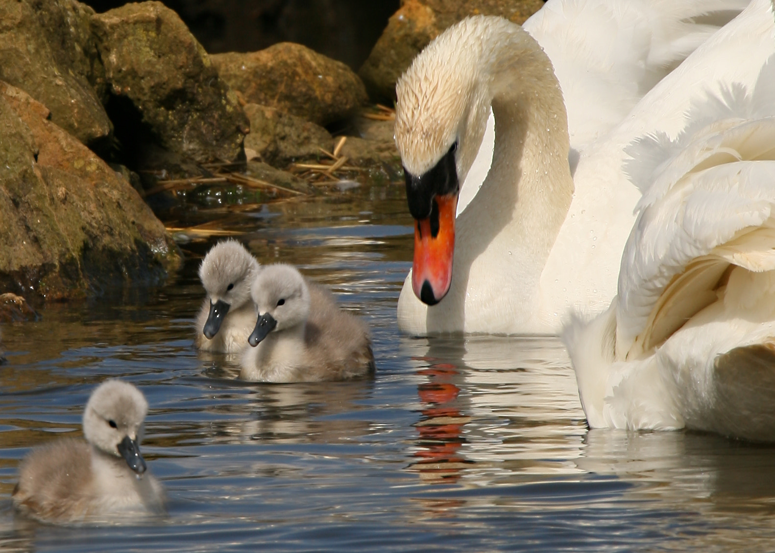 Canon EOS-1D Mark III sample photo. Mute swan and cygnets photography