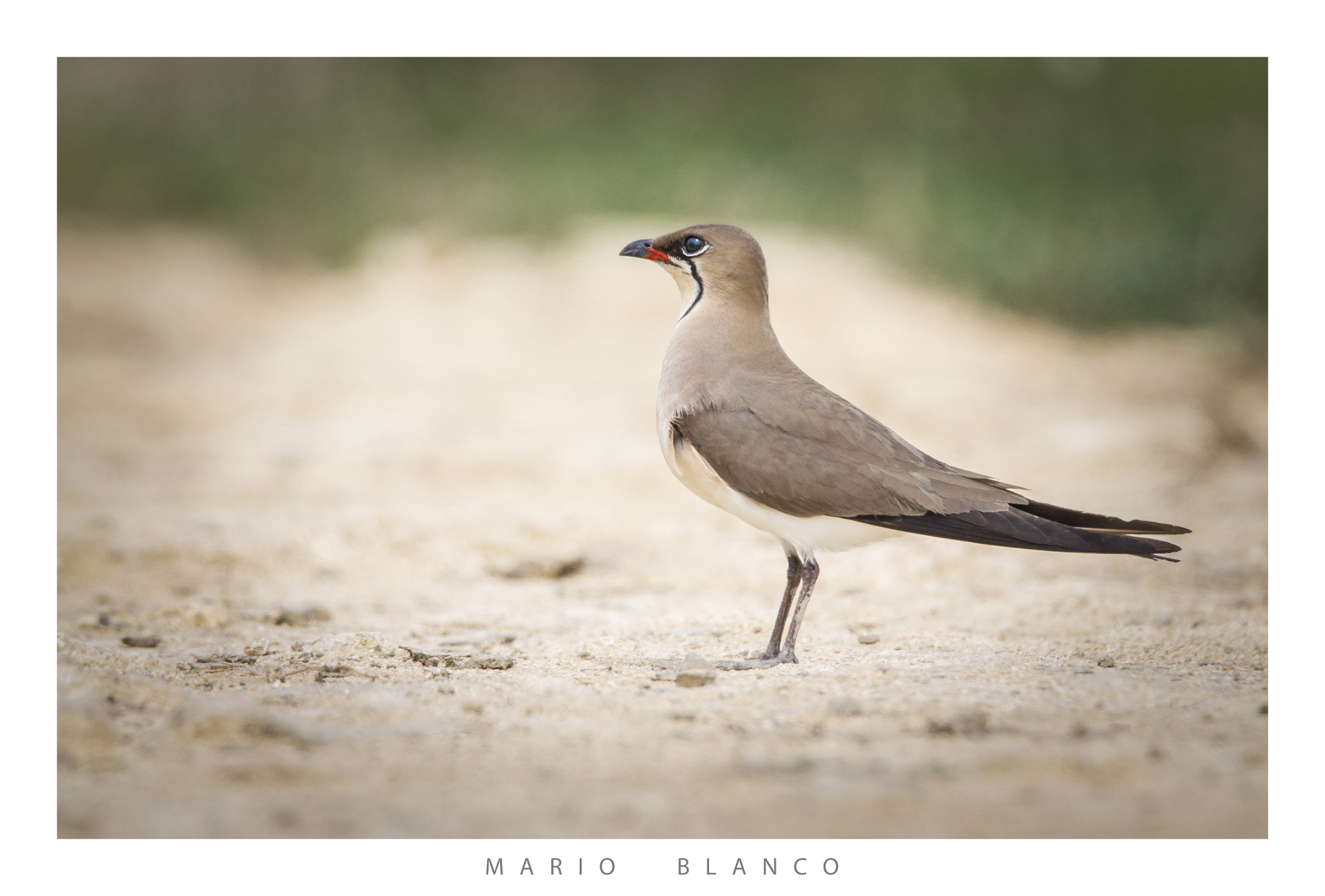 Tamron SP 150-600mm F5-6.3 Di VC USD sample photo. Collared pratincole (glareola pratincola) photography