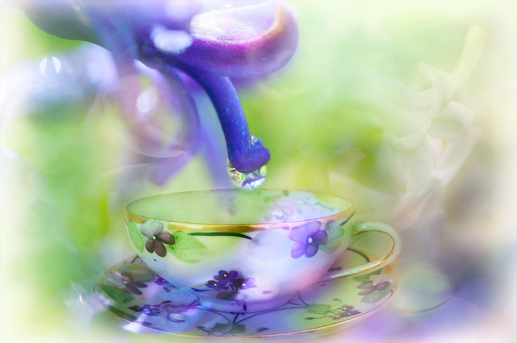 hyacinth... by antoninakuznetskaja on 500px.com