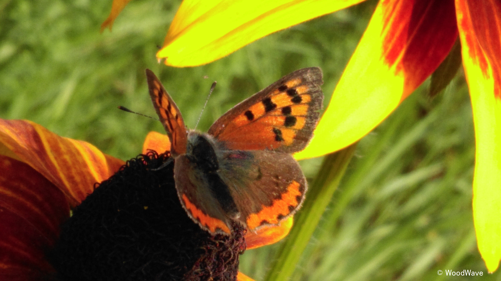 HTC ONE MINI 2 sample photo. Butterfly photography