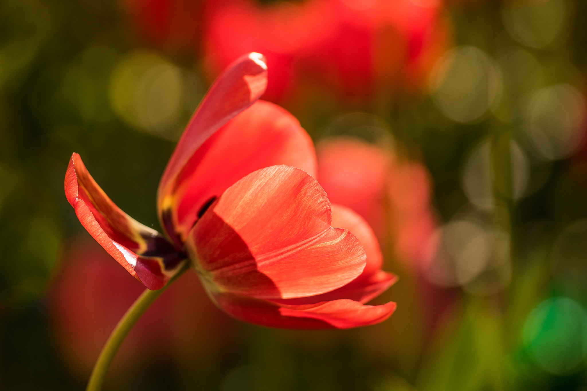 Sony a7R + 150mm F2.8 sample photo. The other tulip pic iv photography