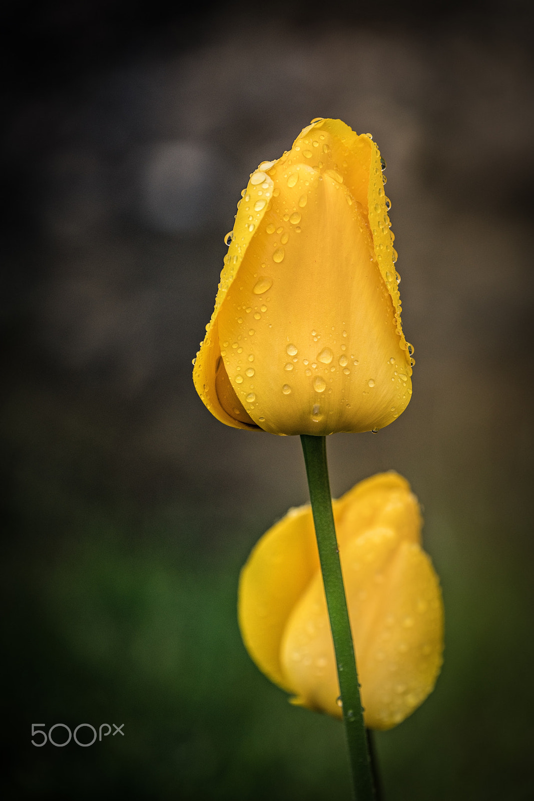 Sony a7R II + Tamron SP AF 180mm F3.5 Di LD (IF) Macro sample photo. Yellow tulp photography