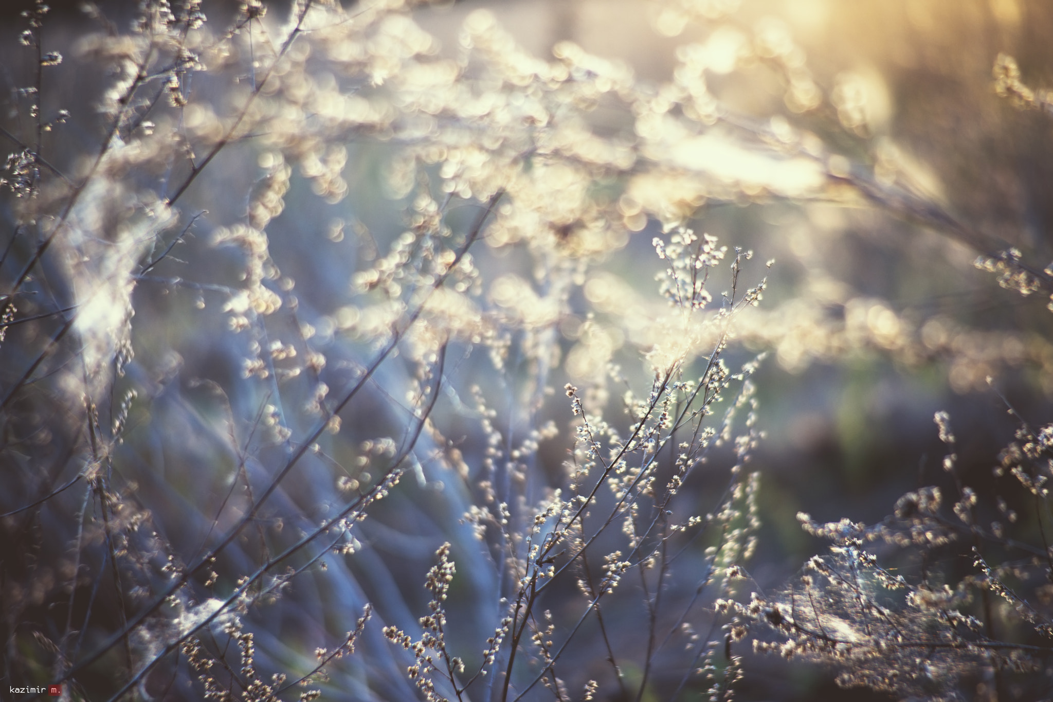 Minolta AF 35-105mm F3.5-4.5 New sample photo. The web of life photography