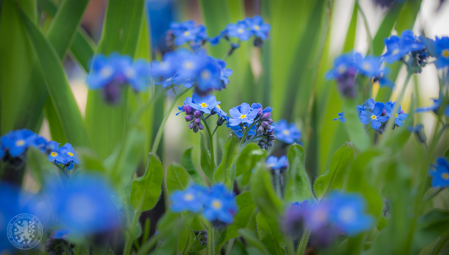 Panasonic Lumix G Macro 30mm F2.8 ASPH Mega OIS sample photo. Vergissmeinnicht photography