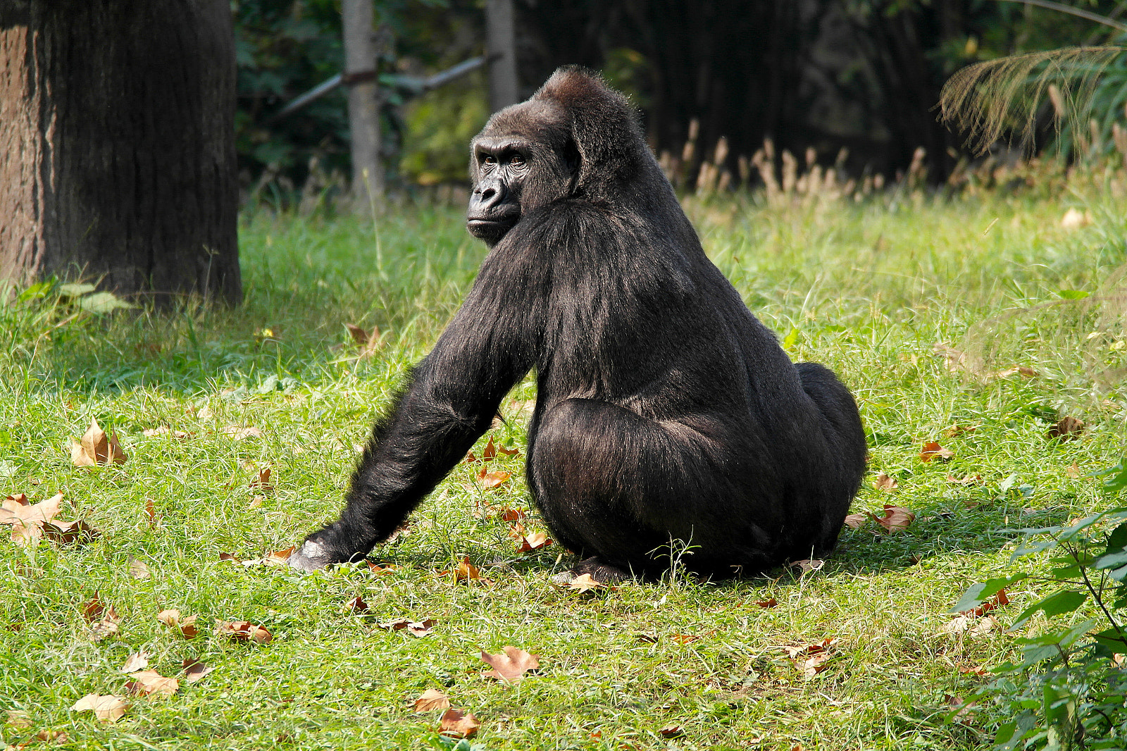 Samsung NX200 sample photo. Gorilla photography